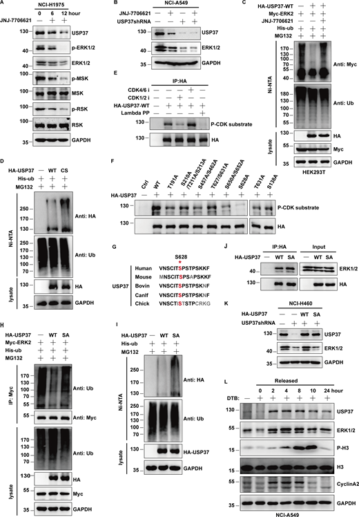 CDK2 regulates ERK1/2 stability by phosphorylating and activating USP37. (A) Cells were untreated or treated with JNJ-7706621 for three different point times (0, 6, and 12 h) before harvest, and then cell lysates were blotted with the indicated antibodies. (B) Cells stably expressing control shRNA or USP37shRNA were with/without the JNJ-7706621 before harvest, and then cell lysates were blotted with the indicated antibodies. (C) Cells transfected with as indicated constructs were treated with as indicated. Covalently modified proteins purified on NiNTA-agarose under denatured conditions. Ubiquitinated ERK1/2 was detected by anti-Myc antibody. (D) Cells transfected with as indicated plasmids were treated with MG132 for 10 h before being harvested. Covalently modified proteins purified on NiNTA-agarose under denatured conditions. Ubiquitinated USP37 was detected by anti-HA antibody. (E) HA-USP37 WT was transiently transfected into HEK293T cells. These cells were subsequently treated with vehicle, CDK1/2i, or CDK4/6i for 12 h. Cells were lysed and purified using anti–HA-agarose beads. One of the samples was additionally treated with Lambda PPase as indicated. The immunoprecipitates were then blotted with the indicated antibodies. (F) USP37 WT or several USP37 SA mutant plasmids were transfected into HEK293T cells, respectively. Cell lysates were immunoprecipitated with HA beads and immunoblotted as indicated. (G) Sequence alignment of USP37 in various species. *: phosphorylation site. (H) HEK293T cells were transfected with Myc-ERK2 plasmid together with His-ub, and then treated with as indicated. Cell lysates were purified with anti-Myc beads and immunoblotted with indicated antibodies. (I) Cells transfected with the indicated constructs were treated with MG132 for 10 h before being harvested. Covalently modified proteins purified on NiNTA-agarose under denatured conditions. Ubiquitinated USP37 was detected by anti-HA antibody. (J) Cells transfected with the indicated constructs. After transfection 48 h, cells were lysed and purified using anti–HA-agarose beads. The immunoprecipitates were then blotted with the indicated antibodies. (K) Cells stably expressing control shRNA or USP37shRNA were transfected with the indicated constructs were lysed, and cell lysates were blotted with the indicated antibodies. (L) Cells were treated with double thymidine block (DTB) and then released as indicated time points, and then the cell lysates were blotted with the indicated antibodies. Source data are available for this figure: SourceData F6.