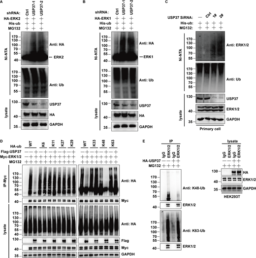 Related toFig. 4. USP37 removes K48-linked ubiquitin chains of ERK1/2. (A and B) Cells stably expressing control or USP37shRNAs were transfected with HA-ERK2 or HA-ERK1 combined with His-ub and then treated with MG132 for 12 h before being harvested. Covalently modified proteins purified on NiNTA-agarose under denatured conditions. Ubiquitinated ERK1/2 was detected by anti-HA antibody. (C) Primary cells of the basal cells transfected with vector or USP37siRNAs constructs were treated with MG132 (30 μM) for 10 h before harvest. Covalently modified proteins were purified on NiNTA-agarose under denatured conditions and then blotted with indicated antibodies. (D) Ubiquitin chain type on ERK1/2. ERK1/2 expression vectors and indicated HA-tag ubiquitin were transfected into USP37 expression cells. Cell lysates were boiled and immunoprecipitated with anti-HA beads and immunoblotted as indicated. (E) HEK293T cells transfected with the USP37 constructs were treated with MG132 for 10 h before harvest. ERK1/2 was immunoprecipitated with anti-ERK1/2 monoclonal antibodies and immunoblotted with anti-ubiquitin (linkage-specific-k48) antibodies or anti-ubiquitin (linkage-specific-k63) antibodies. Source data are available for this figure: SourceData FS1.