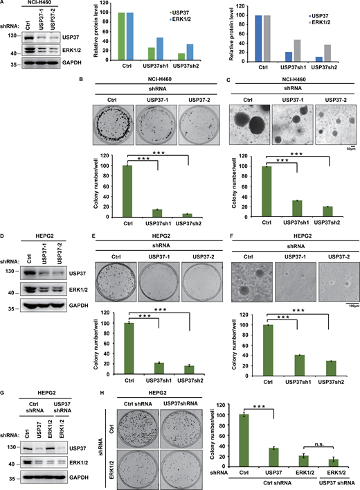 Related toFig. 5. USP37 regulates cell proliferation through ERK1/2. (A) Cells stably expressing as indicated USP37 shRNAs were lysed and cell lysates were then blotted with the indicated antibodies. Light panel: Immunoreactive bands were quantified using ImageJ software. Relative USP37 and ERK1/2 protein levels were quantified with GAPDH from Fig. S2 A as internal standards. Right panel: Immunoreactive bands were quantified using ImageJ software. Relative USP37 and ERK1/2 protein levels were quantified with GAPDH from Fig. 5 A as internal standards. (B) Cells from A were performed colony formation assay as indicated. Upper panel: The representative images of colony formation. Lower panel: Quantitation of the colonies. Data were represented as the means ± SD of three independent experiments. Statistical analyses were performed with two-tailed paired t test. ***P < 0.001 (Control versus USP37sh1), ***P < 0.001 (Control versus USP37sh2). (C) Cells from A were utilized to perform soft agar colony formation assay. Scale bars represent 50 μm. Upper panel: the representative images of colony formation. Lower panel: Quantitation of the colonies. Data was represented as the means ± SD of three independent experiments. Statistical analyses were performed with two-tailed paired t test. ***P < 0.001 (Control versus USP37sh1), ***P < 0.001 (Control versus USP37sh2). (D) Cells stably expressing the control or USP37 shRNAs were lysed and cell lysates were then blotted with the indicated antibodies. (E) Cells from D were utilized to perform colony formation assay as indicated. Upper panel: The representative images of colony formation. Lower panel: Quantitation of the colonies. Data were represented as the means ± SD of three independent experiments. Statistical analyses were performed with two-tailed paired t test. ***P < 0.001 (Control versus USP37sh1), ***P < 0.001 (Control versus USP37sh2). (F) Cells from D were utilized to perform soft agar colony formation assay. Scale bars represent 100 μm. Upper panel: The representative images of colony formation. Lower panel: Quantitation of the colonies. Data were represented as the means ± SD of three independent experiments. Statistical analyses were performed with two-tailed paired t test. ***P < 0.001 (Control versus USP37sh1), ***P < 0.001 (Control versus USP37sh2). (G) Cells stably expressing the control shRNA, USP37 shRNA, ERK1/2 shRNA, or USP37shRNA together with ERK1/2 shRNA were lysed, and cell lysates were blotted with the indicated antibodies. (H) Cells from G were utilized to performed colony formation assay. Left panel: The representative images of colony formation. Right panel: Quantitation of the colonies. Data was represented as the means ± SD of three independent experiments. Statistical analyses were performed with two-tailed paired t test. ***P < 0.001 (Control versus USP37sh), n.s (ERK1/2sh versus ERK1/2sh together with USP37sh). Source data are available for this figure: SourceData FS2.