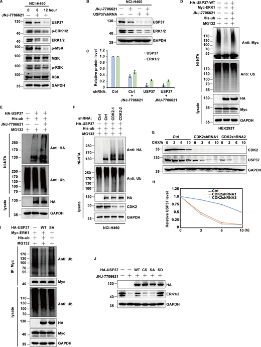 Related toFig. 6. CDK2 regulates USP37 stability by phosphorylating and activating USP37. (A) Cells were treated with/without JNJ-7706621 for the three different point times (0, 6, and 12 h) before harvest, and then cell lysates were blotted with the indicated antibodies. (B) Cells stably expressing control shRNA or USP37 shRNA were treated with/without JNJ-7706621 before harvest, and then cell lysates were blotted with the indicated antibodies. (C) Immunoreactive bands of at least three independent experiments were quantified using ImageJ software. Relative ERK1/2 and USP37 protein levels were quantified with GAPDH from B as internal standards. Data were represented as means ± SD. (D) Cells transfected with the indicated constructs were treated with/without JNJ-7706621, and then treated with MG132 for 10 h before harvested. Covalently modified proteins purified on NiNTA-agarose under denatured conditions. Ubiquitinated ERK1/2 was detected by anti-Myc antibody. (E) Cells transfected with the indicated constructs were with/without NJ-7706621 and meanwhile treated with MG132 for 10 h before being harvested. Covalently modified proteins were purified on NiNTA-agarose under denatured conditions. Ubiquitinated USP37 was detected by anti-HA antibody. (F) Cells stably expressing control or CDK2shRNAs were transfected with His-ub, and then were treated with MG132 for 12 h before harvested. Covalently modified proteins purified on NiNTA-agarose under denatured conditions. Ubiquitinated USP37 was detected by anti-HA antibody. (G) Cells expressing Control, CDK2shRNA1, and CDK2shRNA2 were treated with cycloheximide (CHX) and then harvested at the indicated four-point times (0, 3, 6, and 10 h). The samples were immunoblotted with indicated antibodies. (H) Quantification of the USP37 protein levels relative to GAPDH shown in G using ImageJ software. (I) HEK293T cells were transfected with Myc-ERK1 plasmid together with His-ub, and then treated with as indicated. Cell lysates were purified with anti-Myc beads and immunoblotted with indicated antibodies. (J) Cells were transfected with the indicated constructs and treated with JNJ-7706621 before harvest, and cell lysates were blotted with the indicated antibodies. Source data are available for this figure: SourceData FS3. Refer to the image caption for details.