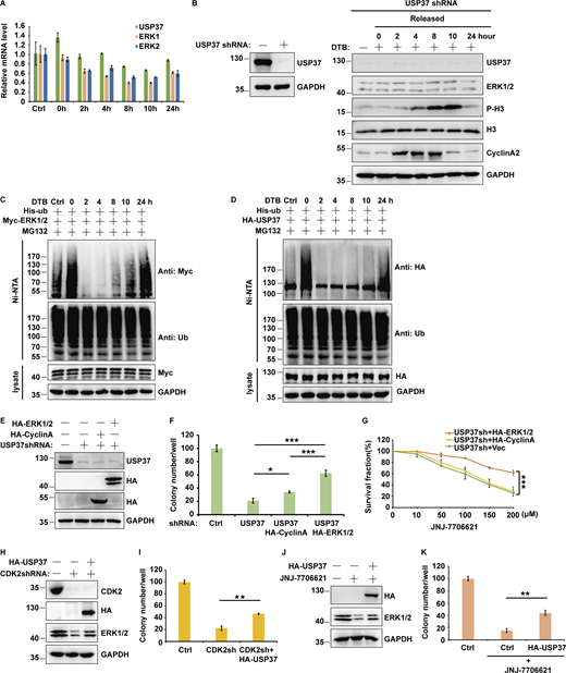 Related toFig. 6. CDK2 through USP37 regulates cell growth. (A) The mRNAs were extracted from the rest of the cells from Fig. 6 L, and then subjected to qRT–PCR. β-actin served as an endogenous control. Data was represented as the means ± SD of three independent experiments. (B) Cells stably expressing USP37shRNAs were treated with double thymidine block (DTB) and then released as indicated time points, and then cell lysates were blotted with the indicated antibodies. (C and D) Cell were transfected with the indicated constructs. Cells were treated with double thymidine block (DTB) and then released as indicated time points, and then were treated with MG132 for 12 h before harvested. Covalently modified proteins purified on NiNTA-agarose under denatured conditions. Ubiquitinated ERK1/2 (C) or USP37 (D) was detected by anti-Myc antibody or anti-HA antibody. (E) Cells stably expressing control shRNA or USP37shRNA were transfected with the indicated constructs were lysed, and cell lysates were blotted with the indicated antibodies. (F and G) Cells from E were utilized to perform colony formation (F) or CCK8 assays (G) as indicated. Data were represented as the means ± SD of three independent experiments. Statistical analyses were performed with two-tailed paired t test. *P < 0.05, **P < 0.01, ***P < 0.001. (H) Cells stably expressing control shRNA or CDK2shRNA were transfected with the indicated constructs were lysed, and cell lysates were blotted with the indicated antibodies. (I) Cells from H were utilized to perform colony formation as indicated. Data were represented as the means ± SD of three independent experiments. Statistical analyses were performed with two-tailed paired t test. **P < 0.01. (J) Cells stably expressing control or USP37 and treated with JNJ7706621 were lysed and cell lysates were blotted with the indicated antibodies. (K) Cells from J were utilized to perform colony formation as indicated. Data were represented as the means ± SD of three independent experiments. Statistical analyses were performed with two-tailed paired t test. **P < 0.01. Source data are available for this figure: SourceData FS4.