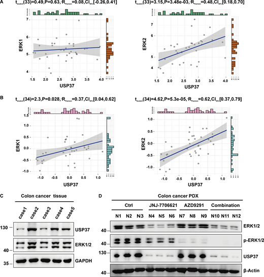 Related toFigs. 7and8. Combined CDK1/2 and EGFR inhibitors have a synergetic anticancer effect in vivo. (A and B) The date of gene expression from the CCLE database or proteomics from https://depmap.org. The cell lines were classified according to the site of the disease. The correlation between ERK1 or ERK2 with USP37 was analyzed in isotype cell line respectively. P < 0.05 was considered statistically significant. Pearson correlation coefficient was used to represent the size of the correlation. (C) Tissue derived from five colon cancer patients was examined for ERK1/2 and USP37 protein levels by Western blot. The highest ERK1/2 colon cancer tissue among these five colon cancer tissues was employed to construct xenograft (PDX) models derived from patients. (D) ERK1/2, p-ERK1/2, and USP37 protein levels from the colon cancer PDX xenografts (Fig. 8 F) were examined by Western blot. Source data are available for this figure: SourceData FS5. Refer to the image caption for details.