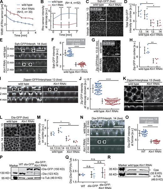 Cortical Myosin II and Dia depend on Kinesin-1. (A and B) Living embryos with indicated genotypes expressing the Rho1 sensor in interphase 13. (A) Dynamics of the width of the region with Rho sensor. 30 regions in three embryos of each genotype. (B) Fluorescence of the Rho sensor. 52 regions in four embryos of each genotype. (C–J and L–O) Living embryos of indicated genotype expressing Sqh-GFP (Myosin II regulatory light chain), Zipper-GFP (Myosin II heavy chain), or Dia-GFP during interphase 13 and interphase 14 as indicated. Sagittal views are from reconstructions of axial stacks. Position and range of axial projections as indicated. (D) Total fluorescence of Sqh-GFP. (E) Sagittal reconstructions. Selected nuclei are indicated by dashed lines. (F) Sqh-GFP fluorescence at the tip of the furrow. 33 regions in three embryos for each genotype. (G–J) Zipper-GFP during interphase 13. (H) Total fluorescence. Six (wild-type) and four (Kinesin-1 RNAi) embryos were scored. (I) Sagittal reconstructions from movies. Selected nuclei indicated by dashed lines. (J) Fluorescence at intercap regions. 60 regions in three embryos (wild type) and 72 regions in four embryos (Kinesin-1 RNAi) were scored at T = 2 min of interphase 13. (K) Fixed embryos of indicated genotype stained for Zipper. Surface and sagittal sections. (L–O) Dia-GFP fluorescence in interphase 13 and 14. (M) Total fluorescence. Interphase 13: four (wild type), three (Kinesin-1 RNAi). Interphase 14: three embryos for each genotype. (N) Sagittal reconstructions. Dashed lines indicated selected nuclei. (O) Dia-GFP fluorescence at the tip of furrows. 30 furrow tips in three embryos for each genotype at T = 0, interphase 14. (P–R) Western blots with extracts from embryos of indicated genotypes for (P and Q) Dia or (R) Cpa with α-Tubulin as loading control. T = 0 when Rho sensor, Sqh-GFP, Zipper-GFP, and Dia-GFP signal appears between daughter nuclei. Whiskers indicate SD. For M, unpaired t test, *P < 0.05, **P < 0.01, for others, Mann-Whitney test, *P < 0.05, **P < 0.01, ****P < 0.0001, scale bars 10 µm. Source data are available for this figure: SourceData FS2.