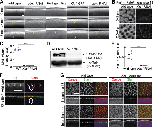 Cellularization during interphase 14 depends on Kinesin-1. (A) Images from movies of embryos with indicated genotypes in widefield optics. Kin1 germline indicates embryos from Khc27 germline clones. Arrows in yellow point to the basal tip of the ingressing plasma membrane (cellularization furrows). Kin1-GFP are embryos expressing Kinesin-1-GFP in addition to endogenous Kinesin-1. T = 0 when new nuclei appear during interphase 14/cellularization. (B and C) Living embryos with indicated genotypes expressing Kinesin-1-mKate during interphase 13. (B) Position and range of axial projections as indicated. (C) Total fluorescence of Kinesin-1-mKate. Eight embryos for each genotype. Mann-Whitney test, ***P < 0.001. (D and E) Extracts from embryos with indicated genotypes analyzed by western blotting for content of Kinesin-1 protein and α-Tubulin as loading control. (E) Signals in western blots normalized to α-Tubulin. Three (wild-type) and four (Kinesin1 RNAi) biological replicates. Unpaired t-test, **P < 0.01. (F and G) Fixed embryos of indicated genotypes stained for (F) Dlg (green, gray) and Slam (red) (sagittal section) or (G) Canoe (red, gray), Slam (green, gray), and DNA (blue). Whiskers indicate SD, scale bars 10 µm. Source data are available for this figure: SourceData FS1. Refer to the image caption for details.