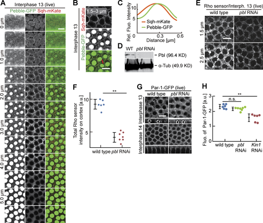 Rho signaling and Par-1 at the intercap region. (A–C) Living embryos expressing Pebble-GFP (green, gray) and Sqh-mKate (red, gray) during interphase 13. Position and range of projections as indicated. (A) Axial image stack. (B) Axial projections as indicated. The line in red indicates an exemplary position of line profiles across the intercap region. (C) Averaged line profiles positioned by maximum of Pebble-GFP profiles. (D) Western blotting for Pebble with extracts from embryos with indicated genotypes. α-Tubulin, loading control. (E and F) Living embryos with indicated genotypes expressing Rho-GFP sensor. Position of focus as indicated. (F) Total fluorescence of Rho sensor scored in six wild-type and seven pebble RNAi embryos. (G–H) Living embryos of indicated genotypes in indicated stage expressing Par-1-GFP. (G) Surface view and reconstructed axial section with selected nuclei marked by dashed lines. To compare the effect of pebble and Kinesin-1 on Par-1-GFP accumulation, wild-type images were used in both Fig. 7 A and here. (H) Par-1-GFP fluorescence scored in six wild-type, six Kinesin-1 RNAi, and seven pebble RNAi embryos. Whiskers indicate SD, Mann-Whitney test, **P < 0.01, statistically not significant, n.s., scale bars 10 µm. Source data are available for this figure: SourceData FS3.