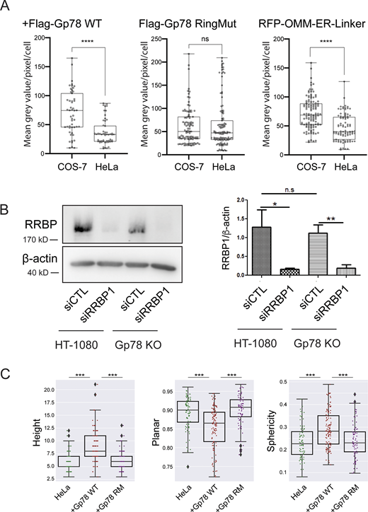 Gp78 expression in COS-7 and HeLa cells, siRRBP1 western blot, and shape features for Q95 Gp78 RM overexpressing cells. (A) COS-7 and HeLa cells were transfected in parallel with Flag-Gp78 WT, Flag-Gp78 RM, or the RFP-tagged OMM–ER linker and fixed after 24 h. The Flag-Gp78 transfected cells were labeled for anti-Flag and the OMM–ER linker transfected cells left unlabeled. Cells were imaged and anti-Flag or RFP labeling density was quantified. n = 3; >36 cells per sample; ****P < 0.0001; Student t test. (B) Western blots of RRBP1 and β-actin show a reduction of RRBP1 in HT-1080 and Gp78 KO HT-1080 cells following transfection of siRRBP1 relative to siCTL. Graph shows densitometric quantification of band intensity. n = 3; *P < 0.05; **P < 0.01. (C) Shape features, height, sphericity, and planarity for the Q95V contacts of a representative cell closest to the mean Q95V for control HeLa cells or HeLa cells overexpressing Gp78 WT or Gp78 RM were analyzed. The comparison shows that the large contacts induced by Gp78 RM in HeLa cells have a shape signature comparable to control cells and not to the riboMERCs induced by Gp78 overexpression. Averaged over cell, two-sided non-parametric Mann–Whitney test, n = 3; ***P < 0.001. Source data are available for this figure: SourceData FS4.