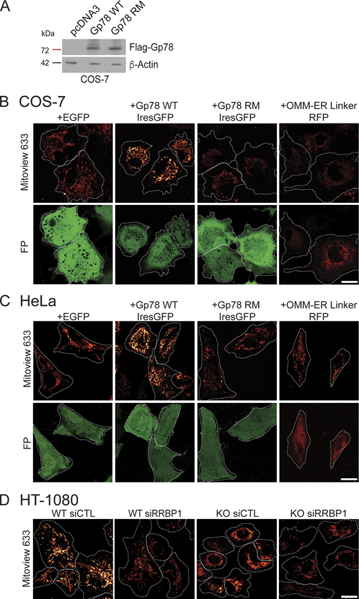Gp78 overexpression western blot and representative MitoView images. (A) Western blots of COS-7 cells transfected with pcDNA3, Flag-Gp78 WT, or Flag-Gp78 RM were probed with antibodies to Flag tag to reveal Gp78 and to β-actin. (B) Representative images of COS-7 cells transfected with EGFP (as a control), Gp78 WT IRES-GFP, Gp78 RM IRES-GFP, or the OMM–ER linker (RFP) and labeled with MitoView 633. Corresponding GFP or RFP images (FP) are shown and cell boundaries outlined (Fig. 4 D). (C) Representative images of HeLa cells transfected with EGFP (as a control), Gp78 WT IRES-GFP, Gp78 RM IRES-GFP, or the OMM–ER linker (RFP) and labeled with MitoView 633. Corresponding GFP or RFP images (FP) are shown and cell boundaries outlined (Fig. 5 D). (D) Representative images of HT-1080 cells transfected with either siControl or siRRBP1 and labeled with MitoView633 are shown and cell boundaries outlined (Fig. 7 C). Bars (B, C, D) = 20 μm. Source data are available for this figure: SourceData FS3. Refer to the image caption for details.