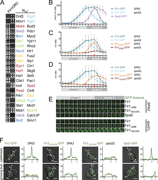 Spa2 recruits Fir1 between the SSDR. (A) Cutouts of a Split-Ub array of 540 diploid yeast cells each expressing genomic Fir1CRU together with a different Nub fusion as in Fig. 1 B. Identities of the Nub fusions are given next to the respective cutouts. Shared colors of the Nub fusions indicate a common process. Red: polarisome; purple: SUMO conjugation; dark blue: exocytosis; light blue: Rho GAPs; yellow: mitotic cyclins; green: phosphatases and their adaptors. The complete analysis is shown in Fig. S2, and the complete list of binding partners in Table S1. (B) As in Fig. 1 C but with cells co-expressing Fir1-GFP with Myo1-Cherry in the presence (as reference from Fig. 1 C) and absence of Spa2 (n = 26), or coexpressing Myo1-Cherry with Spa2-GFP (n = 18). n/c ratios are shown. Reintroducing a plasmid-borne SPA2 into the spa2∆ cells restored the targeting of Fir1-GFP (Fig. S3 B). (C) As in Fig. 1 C but with cells co-expressing Fir1-GFP (as reference from Fig. 1 C) or Fir1∆SIM-GFP with Myo1-Cherry in the presence (as reference from Fig. 1 C) or absence (n = 23) of Spa2. (D) As in Fig. 1 C but with cells coexpressing Fir1750–876-GFP with Myo1-Cherry in the presence (n = 22) and absence (n = 20) of Spa2. Fir1-GFP from Fig. 1 C and Fir1-GFP in spa2∆ from panel B are shown as references. The significance of the differences between Fir1-GFP and Fir1750-876 in wild type and spa2∆ strains is shown in Fig. S3 D. (E) Stills of the bud necks of representative cells corresponding to the intensity profiles shown in B–D. (F) Fluorescence intensity profiles (shown in arbitrary units) along the polarity axes of cells expressing, from left to right, Fir1-GFP, Fir1750–876-GFP in the presence or absence of Spa2, or Spa2-GFP. Numbers and arrows correlate positions on the fluorescence intensity profiles with locations in the cells. Images in B–E were taken every 2 min. Error bars, SD. All scale bars = 3 µm.