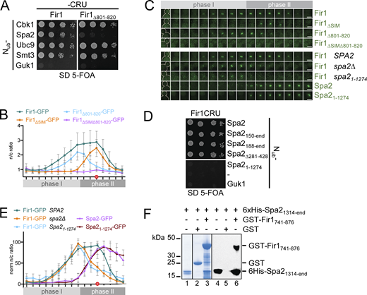 Spa2 is the phase II receptor for Fir1. (A) Split-Ub assay of cells coexpressing Fir1CRU (left panel) or Fir1∆801–820CRU (right panel) with Nub fusions to Spa2 and other binding partners of Fir1, or to Guk1 as negative control. Cells were grown to OD600 = 1 and 4 μl, or 4 μl of a 10-fold serial dilution was spotted on media containing 5-FOA and selected for the presence of the Nub and Cub fusions. (B) As in Fig. 1 C but with cells expressing the GFP fusions to the indicated alleles of FIR1 (Fir1∆801–820n = 23; Fir∆SIM∆801–820n = 20; Fir1, Fir1∆SIM as reference from Fig. 1 C). (C) Stills of the bud necks of cells corresponding to the intensity profiles shown in B and E. Scale bars = 3 µm. (D) Split-Ub assay as in A but with cells coexpressing Fir1CRU with the indicated Nub fusions to Spa2 and its mutants, or Nub- and Nub-Guk1 as non-interacting controls. (E) As in Fig. 2 B but with cells coexpressing Myo1-Cherry with Fir1-GFP in spa2∆ (n = 18), or spa21–1,274 (n = 20) cells, and with wild-type cells coexpressing Myo1-Cherry and Spa21–1,274-GFP (n = 20). Fir1-GFP and Spa2-GFP as references from Fig. 1 C and Fig. 2 B. Images in B, C, and E were taken every 2 min. Error bars, SD. (F) Purified 6xHis-Spa1,314-end (lanes 1–6) was incubated with GST-Fir1741–876 (lanes 3, 6) or GST-coupled beads (lanes 2, 5). Glutathione eluates were separated by SDS-PAGE and stained with Coomassie (lanes 1–3), or transferred onto nitrocellulose and stained with anti-His antibody (lanes 4–6). Detection of GST-Fir1741–876 by the anti-His antibody (lane 6) indicates binding of nitrocellulose-detached 6xHis-Spa21,314-end to nitrocellulose fixed GST-Fir1741–876 (Fig. S3 E). Source data are available for this figure: SourceData F3.