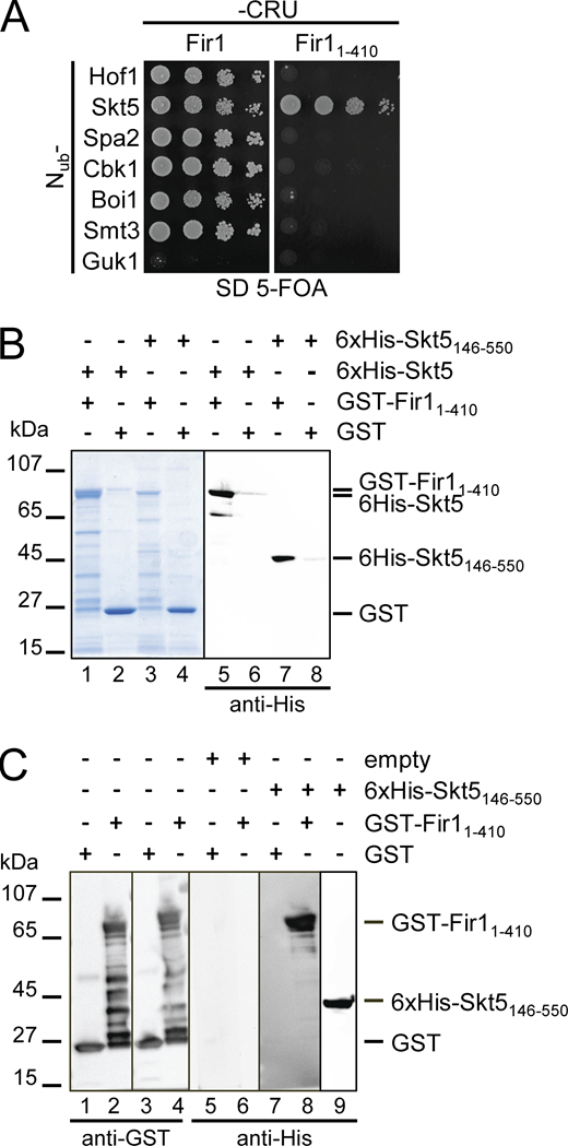 Skt5 and Fir1 form a protein complex. (A) Split-Ub assay as in Fig. 3 A but with cells coexpressing Fir1CRU (left panel) or Fir11–410CRU (right panel) with the indicated Nub fusions of binding partners of Fir1, or Nub-Guk1 as a negative control. (B) Extracts of E. coli expressing 6xHis-Skt5 (lanes 1, 2, 5, 6), or 6xHis-Skt5146–550 (lanes 3, 4, 7, 8) were incubated with GST-Fir11–410– (lane 1, 3, 5, 7), or GST-coupled beads (lanes 2, 4, 6, 8). Glutathione eluates were separated by SDS-PAGE and stained with Coomassie (lanes 1–4), or transferred onto nitrocellulose and stained with anti-His antibody (lanes 5–8). Input fractions are shown in Fig. S5. (C) Extracts of E. coli cells expressing GST-Fir11–410 (lanes 2, 4, 6, 8), GST (lanes1, 3, 5, 7), or 6xHis-Skt5146–550 (lane 9) were separated by SDS-PAGE, transferred on nitrocellulose and either probed directly with anti-GST antibody (lanes 1–4), or anti-His antibody (lane 9), or incubated first with diluted extracts of E. coli cells expressing no additional protein (lanes 5, 6), or 6xHis-Skt5146–550 (lanes 7, 8), before being incubated with anti-His antibody (lanes 5–8). Source data are available for this figure: SourceData F2. Refer to the image caption for details.
