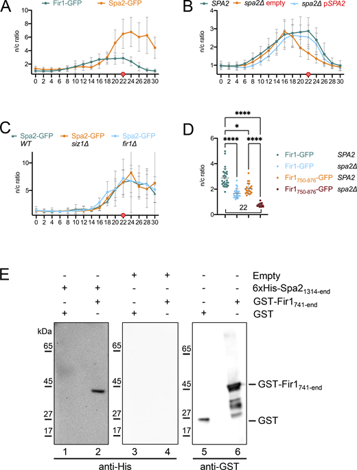 Spa2 recruits Fir1 into the space between the SSDR. (A) As in Fig. 1 C but with cells co-expressing Fir1-GFP, or Spa2-GFP with Myo1-Cherry. (B) As in Fig. 1 C but showing the complementation of the reduction of the Fir1-GFP bud neck signal in spa2∆ cells. Co-expression of plasmid-encoded SPA2 (pSPA2, n = 28) rescued timing and intensity of the Fir1-GFP signal in spa2∆ cells, while the empty vector had no effect (empty plasmid, n = 26). (C) As in Fig. 1 C. The Spa2-GFP signal at the bud neck remains unaffected in timing and intensity by the deletion of SIZ1 (siz1∆; n = 17) or FIR1 (fir1∆; n = 13). (D) Statistical evaluation of differences in signal intensities at time point 22 of Fig. 2 D between Fir1-GFP in wild type and spa2∆ cells, between Fir1750–876-GFP in wild type and spa2∆ cells, and between Fir1-GFP and Fir1750–876-GFP in wild type and spa2∆ cells. ****P < 0.0001; *P = 0.0174. Error bars, SD. (E) Equal amounts of E. coli extracts containing GST (lanes 1, 3, 5), or GST-Fir1741–876 (2, 4, 6) were separated by SDS-PAGE, transferred to nitrocellulose, and incubated with extracts from E. coli expressing no additional protein (lanes 3, 4) or 6xHis-Spa21,324-end (lanes 1, 2). GST or 6xHis fusions were subsequently detected by anti-GST (lanes 5, 6) or anti-His antibodies (lanes 1–4). Source data are available for this figure: SourceData FS3. Refer to the image caption for details.