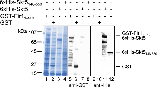 Inputs forFig. 5 B.E. coli extracts expressing GST-Fir11–410 (lanes 1, 5, 9), GST (lanes 2, 6, 10), 6xHis-Skt5 (lanes 3, 7, 11), or 6xHis-Skt5146–550 (lanes 4, 8, 12) were separated by SDS-PAGE and either stained with Coomassie (lanes 1–4), or transferred to nitrocellulose and stained with anti-GST (lanes 5–8), or anti-His antibodies (lanes 9–12). Source data are available for this figure: SourceData FS5.