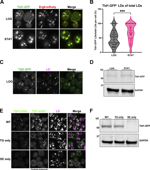 Tld1 enriches on a TG-containing LD subpopulation at the logarithmic phase. (A) Logarithmic (LOG) and stationary (STAT) phase imaging of yeast dual-tagged for Tld1-GFP and Erg6-mRuby. Yellow arrows indicate Tld1-enriched LDs and white arrows indicate LDs where Tld1 is undetectable or absent. (B) Quantification of the percentage of Tld1-positive (Tld1+) LDs out of total Erg6-mRuby LDs, per cell, at LOG and STAT phases. For both LOG and STAT samples, n = 50 cells. Median and quartiles are displayed. (C) Tld1-GFP expressing yeast stained with LD dye MDH and imaged at LOG phase growth. Yellow arrows are Tld1-positive LDs, white arrows denote Tld1-negative LDs. (D) Protein expression of Tld1-GFP in yeast grown to LOG and STAT. (E) Imaging of Tld1-mNeonGreen (Tld1-mNG) yeast in different neutral lipid-containing backgrounds with MDH-stained LDs at LOG phase. TG = Triglyceride, SE = Sterol Ester. Far left column represents non-contrast adjusted images for Tld1-mNG. (F) Protein expression levels of Tld1-GFP in WT, TG only, and SE only yeast. Statistics represent unpaired t test with Welch’s correction. ***P < 0.001. Scale bars, 5 µm. Source data are available for this figure: SourceData F1. Refer to the image caption for details.