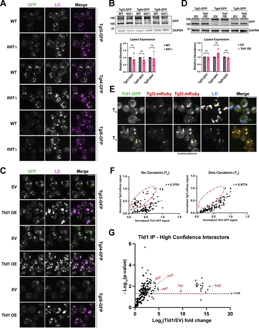 Tld1 does not alter TG lipase LD-targeting or protein abundance but modulates lipolysis on the LD. (A and C) Fluorescence imaging of GFP-tagged TG lipases in either WT and tld1∆ (A) or EV and untagged Tld1 OE yeast (C). LDs were stained with MDH. (B and D) Protein expression levels of GFP-tagged TG lipases in WT and tld1∆ (B) and EV and Tld1 OE (D). Red asterisks indicated GFP-tagged lipases. Data is normalized to WT or EV, respectively, and represents three independent experiments. Mean ± SD. (E) Fluorescence imaging of Tld1-GFP and Tgl3-mRuby dual-tagged yeast, with MDH stained LDs before (T0) and 3 h after cerulenin-stimulated lipolysis (T3). Green arrows indicate Tld1-enriched LDs, red arrows indicate Tgl3-enriched LDs, and yellow arrows indicate LDs targeted with both Tld1 and Tgl3. Second from the left column represents non-contrast adjusted images for Tgl3-mRuby. (F) Scatterplot of Tld1-GFP fluorescence signal intensity versus Tgl3-mRuby signal intensity for random LDs before (T0) and after 3 h cerulenin treatment (T3). Pearson’s correlation coefficient (r), and line of best fit displayed. Data corresponds to images in Fig. 8 E. Red circles indicate Tgl3-enriched/Tld1-deenriched LDs. n = 120 LDs for each condition, quantified from 87 cells for T0 and 105 cells for T3. (G) Volcano plot showing negative Log10 P value (−Log10) and Log2 abundance changes for Tld1 IP interactors versus EV control, obtained via mass spec analysis. Red text at select data points indicates LD proteins found to directly interact with Tld1. The red dotted line indicates significance cut-off for protein hits. Data were collected from three independent experiments. Statistical analyses are multiple unpaired t tests. Scale bars, 5 µm. ns, ≥0.05. Source data are available for this figure: SourceData F8. Refer to the image caption for details.