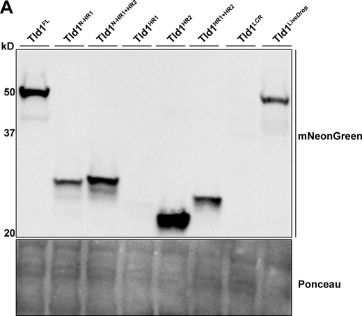 Whole cell protein expression levels of Tld1 fragments. (A) Western blot of yeast strains overexpressing Tld1 fragments, tagged with an mNeonGreen fluorophore. Membranes were blotted with anti-mNeonGreen antibody and Ponceau S stain served as loading control for total protein. LCR = Low Complexity Region. Source data are available for this figure: SourceData FS1.