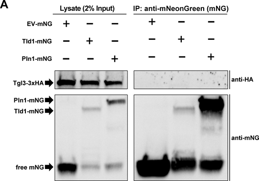 Coimmunoprecipitation (co-IP) and Western blot of Tld1. (A) Co-IP and Western blot of yeast strains endogenously tagged with Tgl3-3xHA and overexpressing either Tld1-mNeonGreen (Tld1-mNG), Pln1-mNG, or empty vector-mNG (EV-mNG). Membranes were blotted with anti-mNG and anti-HA antibodies. Representative of three independent experiments. Source data are available for this figure: SourceData FS5. Refer to the image caption for details.