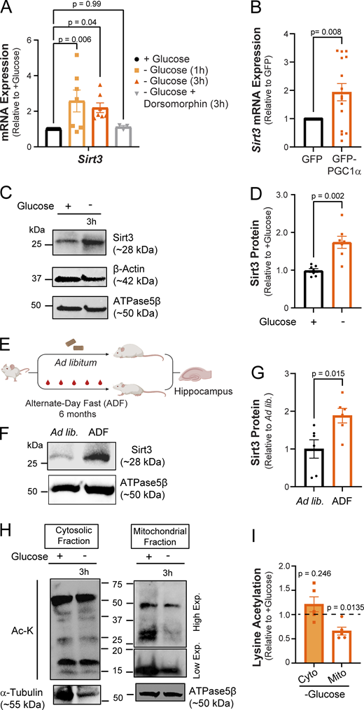 Glucose deprivation stimulates neuronal Sirt3 expression and deacetylation of mitochondrial proteins. (A) Relative Sirt3 mRNA expression in control and glucose-deprived neurons. Values are normalized to β-actin mRNA and expressed relative to control (+glucose). n = 3–10 cortical samples. Average normalized mRNA level ± SEM: −glucose (1 h), 2.58 ± 0.62; −glucose (3 h), 2.20 ± 0.27; −glucose + dorsomorphin (3 h), 1.12 ± 0.08. n = 3–11 cortical samples. (B) Relative Sirt3 mRNA expression in cultures transduced with adenoviral particles encoding GFP (control) and GFP-PGC1α, normalized to 18s rRNA and expressed relative to control. Average normalized mRNA level ± SEM: GFP-PGC1α, 1.93 ± 0.30. n = 16 cortical samples/condition. (C) Immunoblotting of Sirt3 protein expression in cortical neurons with antibodies against Sirt3 and the cytosolic and mitochondrial controls, β-actin, and ATPase5β, respectively. (D) Sirt3 band intensity normalized to the ATPase5β and expressed relative to control. Average normalized Sirt3 band intensity ± SEM: +glucose, 0.99 ± 0.05; −glucose, 1.74 ± 0.16. n = 7 cortical samples/condition. (E) A paradigm for the analysis of Sirt3 expression in hippocampi of mice fed ad libitum (ad lib) or alternate-day fasted for 6 mo (ADF). Schematic created with https://biorender.com. (F) Immunoblotting of Sirt3 protein in mouse hippocampal lysates. (G) Sirt3 band intensity normalized to the ATPase5β band and expressed relative to the ad lib mice. Average normalized Sirt3 band intensity ± SEM: ad lib, 1 ± 0.24; ADF (6 mo), 1.88 ± 0.19. n = 6 mice/condition. (H) Mitochondrial and cytosolic fractions isolated from cortical neuronal cultures maintained for 3 h with (+) or without (−) glucose. High and low exposures were 60 and 25 s, respectively. (I) Intensity of lysine acetylation bands normalized to α-tubulin or ATPase5β plotted relative to control. Average normalized Ac-K intensity: cytosolic fraction (−glucose), 1.21 ± 0.15; mitochondrial fraction (−glucose), 0.66 ± 0.08. n = 5 cortical samples. One-way ANOVA (A), two-tailed, unpaired t test (B), Mann–Whitney U test (D and G), one sample t test (I). See Table 1. Source data are available for this figure: SourceData F2.
