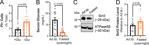 (Related toFig. 1andFig. 2). Neuronal viability is sustained during glucose deprivation and hippocampal Sirt3 expression is not altered by overnight fasting. (A) Fraction of dead cells following glucose deprivation (3 h) as determined by propidium iodide staining (PI+). Mean (% total) ± SEM: +glucose (3 h), 1.76 ± 0.30; −glucose (3 h), 3.76 ± 0.53. (B) Serum glucose levels in mice fed ad lib. or fasted overnight. Serum glucose levels ± SEM (mg/dl): ad lib., 71.65 ± 10.59; fasted overnight, 16.63 ± 3.91. n = 12 mice/condition. (C) Hippocampal tissues from mice fed ad lib. or fasted overnight were immunoblotted for Sirt3 and mitochondrial ATPase5β. (D) Sirt3 band intensity normalized to ATPase5β and expressed relative to ad lib samples. Average normalized Sirt3 band intensity ± SEM: ad lib., 1.00 ± 0.13; overnight fasted, 1.354 ± 0.22. n = 11 mice/condition. Mann–Whitney U test (A, B, and D). Source data are available for this figure: SourceData FS1. Refer to the image caption for details.