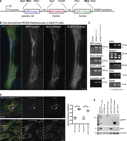 Figure S1. Refer to the image caption for details.