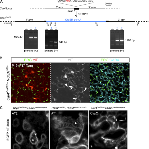 Generation of Car4CreERmice and high-magnification views of microtubules in lung cells. (A) CRISPR targeting of the Car4 locus. The gRNA sequence is shown with the protospacer adjacent motif (PAM; not included in gRNA) underlined; a cryptic translation start codon of Car4 (ATG in red) is replaced by that of CreER. Locus-specific PCR genotyping identifies two positive mice. The primer sequences are: #1, 5′-TGTACTGCTATTCCTTGTTCATCT-3′; #2, 5′-AGAAGCATTTTCCAGGTATG-3′; #3, 5′-GTTCGCAAGAACCTGATGGACA-3′; #4, 5′-CTAGAGCCTGTTTTGCACGTTC-3′; #5, 5′-TTCTAGTTGTGGTTTGTCCAAACT-3′; #6, 5′-AACGTGAACAGCTACAAGGCACTG-3′. (B)Car4CreER targets Cap2 endothelial cells expressing ERG and CAR4 with characteristic large net-like morphology. Tam, 1 mg tamoxifen. Further characterization will be described in another study. Scale: 10 μm. (C) Filamentous microtubules are apparent in thin z stacks (<5 μm) of labeled AT2, AT1, and Cap2 cells (arrowhead and bracket). n, nucleus. See Fig. 4 for experimental conditions. Scale: 10 μm. Source data are available for this figure: SourceData FS3.