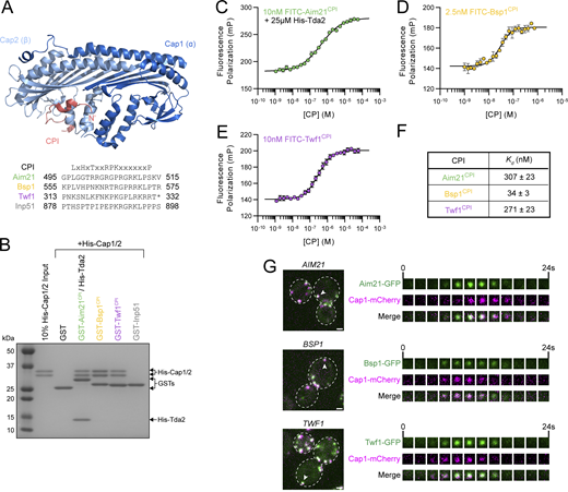 Aim21, Bsp1, and Twf1 contain CPI motifs. (A) Top: Crystal structure of the chicken CP complex bound to the CPI motif of human CD2AP (PDB entry 3AA6). The α-subunit (Cap1) is displayed in dark blue, the β-subunit (Cap2) in light blue, and the CPI motif of CD2AP is displayed in red. The N-terminus of the CPI motif is denoted with N’. Bottom: The amino acid sequences of the S. cerevisiae proteins containing potential CPI motifs are shown. For Twf1, * denotes the stop codon. For comparison, the previously described consensus CPI motif sequence (Hernandez-Valladares et al., 2010) is shown above. (B) A GST pulldown assay was performed with GST fused to fragments of Aim21 (491–545), Bsp1 (552–576), Twf1 (308–332), or Inp51 (874–900). Each GST fusion protein was incubated with His-Cap1/2, with Aim21 additionally incubated with His-Tda2 to form the Tda2/Aim21 complex. Bound proteins were analyzed by SDS-PAGE and Coomassie staining. The fragments of Aim21, Bsp1, and Twf1 demonstrated interaction with His-Cap1/2, while the fragment of Inp51 and GST alone did not. (C) A fluorescence polarization assay was performed using 10 nM FITC-labeled Aim21 peptide spanning amino acids 493–540 (FITC-Aim21CPI) and various concentrations of His-Cap1/2 (CP). Reactions included 25 µM His-Tda2 to form the Tda2–Aim21 complex. Data points represent the average and standard deviation from a single experiment performed in three technical replicates fit to a one-site binding isotherm. Note that the error is too small for many data points to produce an error bar larger than the symbol and is therefore not visible. (D) A fluorescence polarization assay was performed as in C using 2.5 nM FITC-labeled Bsp1 peptide spanning amino acids 552–576 (FITC-Bsp1CPI) and various concentrations of His-Cap1/2 (CP). (E) A fluorescence polarization assay was performed as in C using 10 nM FITC-Labeled Twf1 peptide spanning amino acids 308–332 (FITC-Twf1CPI) and various concentrations of His-Cap1/2 (CP). (F) Dissociation constants of CP and Aim21CPI, Bsp1CPI, or Twf1CPI, respectively. Dissociation constants represent the mean ± SEM from three independent experiments each fit to a one-site binding isotherm. (G) Live-cell fluorescence microscopy showing strong colocalization of (top) Aim21-GFP, (middle) Bsp1-GFP, and (bottom) Twf1-GFP with Cap1-mCherry at endocytic patches, respectively (SDY1518, SDY1520, and SDY1522). Endocytic patches used for construction of kymographs to the right are indicated by arrowheads. Scale bars, 1 µm. Source data are available for this figure: SourceData F1. Refer to the image caption for details.