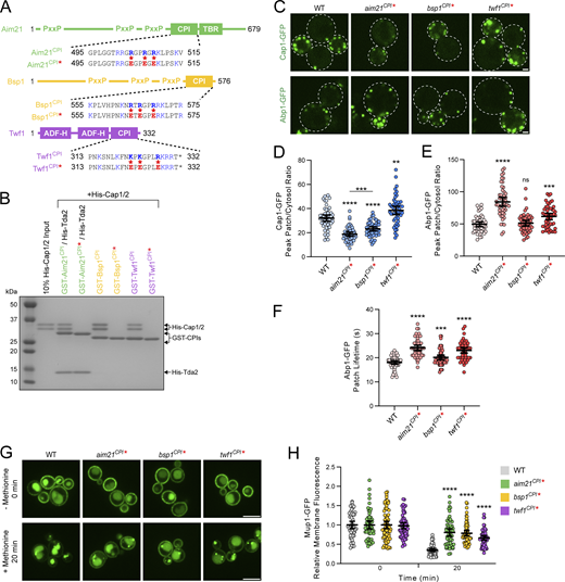 CPI motifs are essential for the function of Aim21, Bsp1, and Twf1. (A) Organization of Aim21, Bsp1, and Twf1 domains. The sequences of the CPI motifs for each of Aim21, Bsp1, and Twf1 are displayed, with the three basic-to-acidic point mutations to the CPI motifs that are used throughout this work shown in red. Aim21CPI* = Aim21504,507,509E. Bsp1CPI* = Bsp1564,566,569E. Twf1CPI* = Twf1322,324,328E. (B) A GST pulldown assay was performed with GST fused to the CPI motifs of Aim21, Bsp1, or Twf1. The GST-CPI fusions either contained no mutations (CPI) or three-point mutations to the CPI motif (CPI*), as indicated in A. Each GST fusion protein was incubated with His-Cap1/2, with Aim21 additionally incubated with His-Tda2 to form the Tda2/Aim21 complex. Bound proteins were analyzed by SDS-PAGE and Coomassie staining. The mutations to each CPI motif abolished the interaction with His-Cap1/2. (C) Top: Live-cell fluorescence microscopy showing reduced recruitment of Cap1-GFP to endocytic sites in cells with the CPI motifs of Aim21 or Bsp1 mutated (SDY1474, SDY1512). In contrast, cells with the CPI motif of Twf1 mutated display an increase in Cap1-GFP patch intensity (SDY1513). Bottom: Live-cell fluorescence microscopy showing increased recruitment of Abp1-GFP to endocytic sites in cells with the CPI motif of Aim21, Bsp1, or Twf1 mutated (SDY1434, SDY1514, SDY1515). Scale bars, 1 µm. (D) Quantification of Cap1-GFP peak fluorescence intensity at endocytic patches in WT, aim21CPI*, bsp1CPI*, and twf1CPI* cells. From left to right, mean peak patch/cytosol ratio = 32.08, 18.73, 23.13, 38.49, and n = 50 for all groups. Error bars, mean with 95% confidence interval (CI). **P ≤ 0.01, ***P ≤ 0.001, ****P ≤ 0.0001. (E) Quantification of Abp1-GFP peak fluorescence intensity at endocytic patches in WT, aim21CPI*, bsp1CPI*, and twf1CPI* cells. From left to right, the mean peak patch/cytosol ratio = 49.63, 84.36, 51.25, 61.68, and n = 50 for all groups. Error bars, mean with 95% CI. ns = not significant, ***P ≤ 0.001, ****P ≤ 0.0001. (F) Quantification of Abp1-GFP patch lifetime at endocytic patches in WT, aim21CPI*, bsp1CPI*, and twf1CPI* cells. From left to right, mean patch lifetime = 18.06, 24.12, 20.14, 23.02 s, and n = 50 for all groups. Error bars, mean with 95% CI. ***P ≤ 0.001, ****P ≤ 0.0001. (G) Live-cell fluorescence microscopy showing decreased endocytic uptake of Mup1-GFP after 20 min incubation with methionine-rich media in cells with the CPI motif of Aim21, Bsp1, or Twf1 mutated (SDY1471, SDY1749, and SDY1759). Scale bars, 5 µm. (H) Quantification of Mup1-GFP relative plasma membrane fluorescence intensity in WT, aim21CPI*, bsp1CPI*, and twf1CPI* cells. From left to right, mean relative fluorescence intensity = 1.00, 1.00, 1.00, 1.00, 0.35, 0.81, 0.79, 0.66, and n = 52, 55, 73, 62, 53, 55, 64, 65. Error bars, mean with 95% CI. ****P ≤ 0.0001. Source data are available for this figure: SourceData F2.