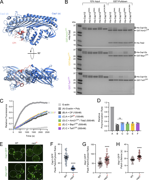 CP:CPI interactions occur through an overlapping binding site. (A) Top: Crystal structure of chicken CP bound to the CPI motif of human CD2AP (PDB entry 3AA6). The α-subunit (Cap1) is displayed in dark blue, the β-subunit (Cap2) in light blue, and the CPI motif of CD2AP is shown in red. Bottom: The CP complex is rotated 90⁰ for a view of the stalk region of CP. The N-terminus and C-terminus of the CPI motif are labeled N’ and C’, respectively. The CP:CPI interaction occurs largely through a binding interface on the β-subunit. (B) A GST pulldown assay was performed with GST fused to the CPI motifs of Aim21 (top), Bsp1 (middle), or Twf1 (bottom). Each GST fusion protein was incubated with either His-Cap1/2 or with a CP containing a mutated version of the Cap2 subunit potentially affecting interaction with the CPI motifs (His-Cap1/2D44A, His-Cap1/2D64A, His-Cap1/2D88A, and a mutant combining the three mutations, His-Cap1/244,64,88A). Aim21 was additionally incubated with His-Tda2 to form the Tda2/Aim21 complex. Bound proteins were analyzed by SDS-PAGE and Coomassie staining. The mutations to Cap2 affect the interaction with the GST-CPI motif fusions in varying ways and abolish the interaction when combined. (C) Pyrene-labeled actin (1 µM, 20% labeled) was polymerized in the absence or presence of His-Cap1/2 (CP, 100 nM) or His-Cap1/244,64,88A (CP2*, 100 nM). In addition, reactions were performed with either 500 nM of unlabeled Aim21CPI, Bsp1CPI, or Twf1CPI peptides. His-Tda2 was included in the Aim21CPI reaction to allow for formation of the Tda2–Aim21 complex. CP2* displayed an equivalent capping ability to CP, and the capping function of CP2* was not affected by any of the CPI motif peptides. (D) Quantification of the relative polymerization rate from three independent pyrene actin polymerization assays in C. From left to right, mean relative polymerization rate = 1.00, 0.25, 0.32, 0.30, 0.31, and 0.31. Error bars, mean ± SD. ns = not significant. (E) Top: Live-cell fluorescence microscopy showing reduced recruitment of Cap1-GFP to endocytic sites in cells with the CPI motif binding site of Cap2 mutated (SDY1596). Bottom: Live-cell fluorescence microscopy showing increased recruitment of Abp1-GFP to endocytic sites in cells with the CPI motif binding site of Cap2 mutated (SDY1599). Scale bars, 1 µm. (F) Quantification of Cap1-GFP peak fluorescence intensity at endocytic patches in WT and cap2* cells. From left to right, mean peak patch/cytosol ratio = 32.08, 8.44, and n = 50 for all groups. Error bars, mean with 95% CI. ****P ≤ 0.0001. (G) Quantification of Abp1-GFP peak fluorescence intensity at endocytic patches in WT and cap2* cells. From left to right, mean peak patch/cytosol ratio = 49.63, 70.40, and n = 50 for all groups. Error bars, mean with 95% CI. ****P ≤ 0.0001. (H) Quantification of Abp1-GFP patch lifetime at endocytic patches in WT and cap2* cells. From left to right, mean patch lifetime = 18.06, 22.96 s, and n = 50 for all groups. Error bars, mean with 95% CI. ****P ≤ 0.0001. Source data are available for this figure: SourceData F7. Refer to the image caption for details.
