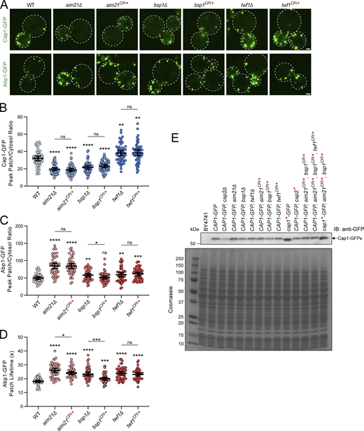 CPI motifs are essential for the function of Aim21, Bsp1, and Twf1. (A) Top: Live-cell fluorescence microscopy showing reduced recruitment of Cap1-GFP to endocytic sites in cells lacking Aim21 or Bsp1 (SDY1292, SDY1350), or with the CPI motifs of Aim21 and Bsp1 mutated (SDY1474, SDY1512). In contrast, cells lacking Twf1 or with the CPI motif of Twf1 mutated display an increase in Cap1-GFP patch intensity (SDY1351 and SDY1513). Bottom: Live-cell fluorescence microscopy showing increased recruitment of Abp1-GFP to endocytic sites in cells lacking Aim21, Bsp1, or Twf1 (SDY1294, SDY1432, SDY1433), or with the CPI motifs of Aim21, Bsp1, or Twf1 mutated (SDY1434, SDY1514, SDY1515). Scale bars, 1 µm. (B) Quantification of Cap1-GFP peak fluorescence intensity at endocytic patches in WT, aim21∆, aim21CPI*, bsp1∆, bsp1CPI*, twf1∆, and twf1CPI* cells. From left to right, the mean peak patch/cytosol ratio = 32.08, 19.56, 18.73, 21.60, 23.13, 38.11, 38.49, and n = 50 for all groups. Error bars, mean with 95% CI. ns = not significant, **P ≤ 0.01, ****P ≤ 0.0001. (C) Quantification of Abp1-GFP peak fluorescence intensity at endocytic patches in WT, aim21∆, aim21CPI*, bsp1∆, bsp1CPI*, twf1∆, and twf1CPI* cells. From left to right, the mean peak patch/cytosol ratio = 49.63, 84.96, 84.36, 58.10, 51.25, 59.71, 61.68, and n = 50 for all groups. Error bars, mean with 95% CI. ns = not significant, *P ≤ 0.05, **P ≤ 0.01, ***P ≤ 0.001, ****P ≤ 0.0001. (D) Quantification of Abp1-GFP patch lifetime at endocytic patches in WT, aim21∆, aim21CPI*, bsp1∆, bsp1CPI*, twf1∆, and twf1CPI* cells. From left to right, mean patch lifetime = 18.06, 26.06, 24.12, 22.17, 20.14, 23.02 s, 22.61, and n = 50 for all groups. Error bars, mean with 95% CI. ns = not significant, *P ≤ 0.05, ***P ≤ 0.001, ****P ≤ 0.0001. (E) Cell extracts from Cap1-GFP strains used for fluorescence microscopy (Fig. 2 C, panel A, Fig. 3 A, Fig. 4 D, and Fig. 7 E) were analyzed by immunoblotting (IB) using antibodies to the GFP tag (anti-GFP). The parent strain, BY4741, is shown as a negative control. Bottom: Coomassie-stained gel of extracts show equal loading. The strains display comparable expression of Cap1-GFP except for the cap2∆ strain, which was expected. Source data are available for this figure: SourceData FS2. Refer to the image caption for details.