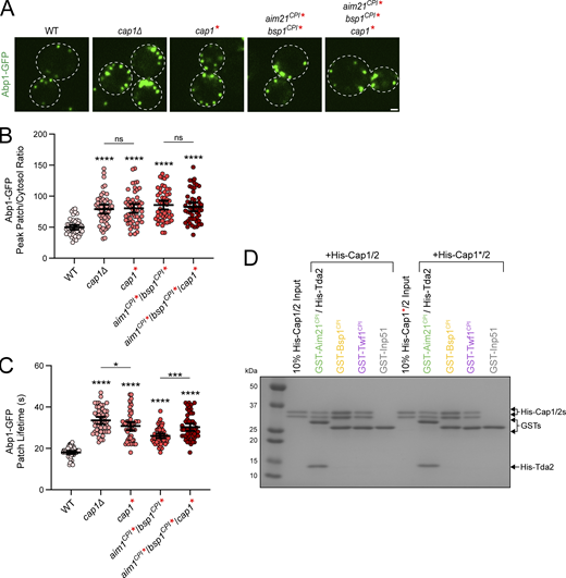 Proper localization and function of CP are required to maintain normal levels of actin at endocytic sites. (A) Live-cell fluorescence microscopy showing increased recruitment of Abp1-GFP to endocytic sites in cells lacking Cap1 (SDY1480), with the α-tentacle of Cap1 mutated (SDY1580), with the CPI motifs of Aim21 and Bsp1 mutated (SDY1610), or with the mutations combined (SDY1634). Scale bar, 1 µm. (B) Quantification of Abp1-GFP peak fluorescence intensity at endocytic patches in WT, cap1∆, cap1*, aim21CPI*/bsp1CPI*, and aim21CPI*/bsp1CPI*/cap1* cells. From left to right, mean peak patch/cytosol ratio = 49.63, 79.03, 80.27, 85.68, 82.70, and n = 50 for all groups. Error bars, mean with 95% CI. ns = not significant, ****P ≤ 0.0001. (C) Quantification of Abp1-GFP patch lifetime at endocytic patches in WT, cap1∆, cap1*, aim21CPI*/bsp1CPI*, and aim21CPI*/bsp1CPI*/cap1* cells. From left to right, mean patch lifetime = 18.06, 33.52, 30.82, 26.02, 30.24 s, and n = 50 for all groups. Error bars, mean with 95% CI. *P ≤ 0.05, ***P ≤ 0.001, ****P ≤ 0.0001. (D) A GST pulldown assay was performed with GST fused to the CPI motifs of Aim21, Bsp1, and Twf1 or a fragment of Inp51. Each GST fusion protein was incubated with either WT CP (His-Cap1/2) or a CP with a mutated His-Cap1 subunit α-tentacle (His-Cap1*/2), as indicated in Fig. 1 B. Aim21 was additionally incubated with His-Tda2 to form the Tda2/Aim21 complex. Bound proteins were analyzed by SDS-PAGE and Coomassie staining. The mutations to His-Cap1* do not affect the interaction between the CPI motifs and His-Cap1*/2. Source data are available for this figure: SourceData FS3. Refer to the image caption for details.