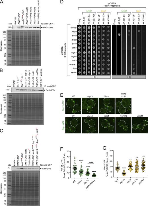 Aim21 and Bsp1 localize to CME sites through interactions with SH3 domain–containing proteins. (A) Cell extracts from Aim21-GFP strains used for fluorescence microscopy (Fig. 5 B and panel E) were analyzed by immunoblotting (IB) using antibodies to the GFP tag (anti-GFP). The parent strain, BY4741, is shown as a negative control. Bottom: Coomassie-stained gel of extracts shows equal loading. The strains display comparable expression of Aim21-GFP. (B) Cell extracts from Bsp1-GFP strains used for fluorescence microscopy (Fig. 5 B and panel E) were analyzed by immunoblotting (IB) using antibodies to the GFP tag (anti-GFP). The parent strain, BY4741, is shown as a negative control. Bottom: Coomassie-stained gel of extracts shows equal loading. The strains display comparable expression of Bsp1-GFP. (C) Cell extracts from Twf1-GFP strains used for fluorescence microscopy (Fig. 5, B and F) were analyzed by immunoblotting (IB) using antibodies to the GFP tag (anti-GFP). The parent strain, BY4741, is shown as a negative control. Bottom: Coomassie-stained gel of extracts shows equal loading. The strains display comparable expression of Twf1-GFP. (D) Yeast two-hybrid analysis of cells co-transformed with plasmids expressing the GAL4 activation (pGAD424) and binding (pGBT9) domains fused to the SH3 domain of various endocytic factors and polyproline motif (PxxP)–rich regions of Aim21 or Bsp1, respectively. Cells were spotted onto plates containing histidine (+HIS, control) or selective medium lacking histidine (−HIS). Cell growth, indicative of an interaction between proteins, was detected for Aim21 with Abp1 and Bbc1, and for Bsp1 with Abp1, Lsb3, Rvs167, Sla1, and Ysc84. (E) Top: Live-cell fluorescence microscopy showing decreased recruitment of Aim21-GFP to endocytic sites in cells lacking Abp1, Bbc1, or both Abp1 and Bbc1 (SDY1011, SDY1658, SDY1663). Bottom: Live-cell fluorescence microscopy showing decreased recruitment of Bsp1-GFP to endocytic sites in cells lacking Abp1 (SDY1659). In contrast, cells lacking Lsb3, Rvs167, or Ysc84 display an increase in Bsp1-GFP patch intensity (SDY1660, SDY1700, and SDY1661). (F) Quantification of Aim21-GFP peak fluorescence intensity at endocytic patches in WT, abp1∆, bbc1∆, and abp1∆/bbc1∆ cells. From left to right, mean peak patch/cytosol ratio = 17.61, 11.82, 9.70, 4.56, and n = 50 for all groups. Error bars, mean with 95% CI. ****P ≤ 0.0001. (G) Quantification of Bsp1-GFP peak fluorescence intensity at endocytic patches in WT, abp1∆, lsb3∆, rvs167∆, and ysc84∆ cells. From left to right, the mean peak patch/cytosol ratio = 17.50, 7.29, 20.26, 19.24, 21.49, and n = 50 for all groups. Error bars, mean with 95% CI. ns = not significant, **P ≤ 0.01, ***P ≤ 0.001, ****P ≤ 0.0001. Source data are available for this figure: SourceData FS4. Refer to the image caption for details.