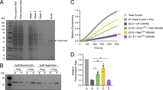 Effects of CPI motifs on the capping function of CP using yeast actin. (A) Actin was purified from budding yeast using the DNaseI affinity purification method (Goode, 2002). Samples of the high-speed supernantant (HSS), column washes, and column elution were analyzed by SDS-PAGE and Coomassie staining. Yeast actin (∼41 kD) was successfully purified from yeast with a high degree of purity. (B) Actin pelleting experiments were performed using either rabbit skeletal muscle actin or actin purified from yeast (2 µM). Yeast actin was more abundant in the pellet sample (P) than the supernatant sample (S) when mixed with polymerization buffer (+Poly), demonstrating the actin was assembly competent following purification. (C) Yeast actin was combined with pyrene-labeled actin (1 µM total, 20% pyrene-labeled) and polymerized in the absence or presence of His-Cap1/2 (CP, 100 nM). In addition, reactions were performed with 500 nM of unlabeled Aim21CPI, Bsp1CPI, or Twf1CPI peptides. His-Tda2 was included in the Aim21CPI reaction to allow for formation of the Tda2–Aim21 complex. While Aim21CPI and Bsp1CPI partially inhibited the capping function of CP, Twf1CPI had no effect. These results are consistent with the results seen using rabbit skeletal muscle actin. (D) Quantification of the relative polymerization rate from three independent pyrene actin polymerization assays. From left to right, mean relative polymerization rate = 1.00, 0.19, 0.45, 0.69, and 0.18. Error bars, mean ± SEM. ns = not significant, *P ≤ 0.05, **P ≤ 0.01. Source data are available for this figure: SourceData FS5.