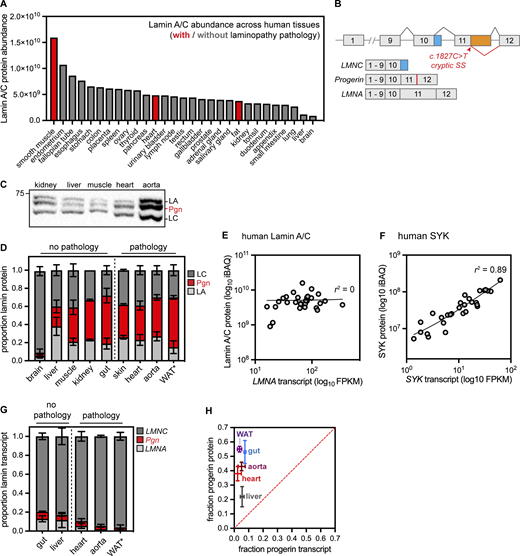 Poor correlation between transcript and protein abundance for the long-lived disease-linked protein lamin A/C. (A) iBAQ quantification of lamin A/C absolute protein abundance across 29 human tissues. Data reanalyzed from Wang et al. (2019). (B) Diagram of the LMNA locus, which produces the LMNA (exons 1–12) and LMNC (exons 1–10) transcripts. In HGPS, a base pair substitution activates a cryptic splice site, leading to the production of the toxic progerin transcript that contains an in-frame deletion in exon 11. (C) Representative Western blot of tissue extracts from 9-mo-old LmnaG609G/+ mice. 20 μg of protein loaded per lane. (D) Quantification of proportional lamin A, lamin C, and progerin protein isoform abundance by Western blotting and densitometry in 9-mo-old LmnaG609G/+ mice. * indicates that WAT was analyzed from younger 3-mo-old animals because of the rapidly progressing lipodystrophy in these mice. Sample sizes were as follows: brain (6); liver (6); muscle (4); kidney (2); gut (3); skin (2); heart (6); aorta (2); WAT (5). Error bars, standard deviation. Progerin protein abundance is significantly different across these tissues (P < 0.0001 by one-way ANOVA). (E and F) Absolute protein abundance (iBAQ) and RNA abundance (RNAseq FPKM) for lamin A/C (E) or SYK (F) across 29 human tissues. Data reanalyzed from Wang et al. (2019). (G) Proportional abundance of Lmna, Lmnc, and Progerin transcripts determined by digital droplet PCR in tissues from 9-mo-old LmnaG609G/+ mice. * indicates that WAT was analyzed from 3-mo-old animals. Sample sizes were as follows: gut (3); liver (3); heart (3); aorta (2); WAT (3). Error bars, standard deviation. Progerin transcript abundance is not significantly different across these tissues (P > 0.05 by one-way ANOVA). (H) Proportional abundance of Progerin transcript and progerin protein are very poorly correlated across tissues from LmnaG609G/+ mice. Error bars, standard deviation. Source data are available for this figure: SourceData F1.