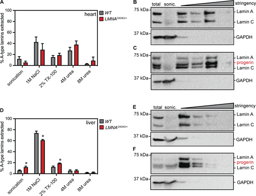Variable solubility of lamin A/C/progerin across tissues. (A–F) Serial extraction of lamin A/C/progerin proteins from the heart (A–C) or liver (D–F) tissue of 4-mo-old healthy (B and E) and LmnaG609G/+ (C and F) mice. GAPDH indicates effective lysis and release of cytosol in each tissue. While lamin A/C/progerin are readily extractable with high salt in the liver (D–F), strong denaturants are required to completely extract these proteins from the heart (A–C). *indicates significant differences in protein solubility between wild type and LmnaG609G/+ liver tissue (P < 0.05 by unpaired t test between genotypes). A and C show analysis of data from three independent biological replicates in WT and LmnaG609G/+ mice. Error bars, standard error of the mean. Source data are available for this figure: SourceData F3.