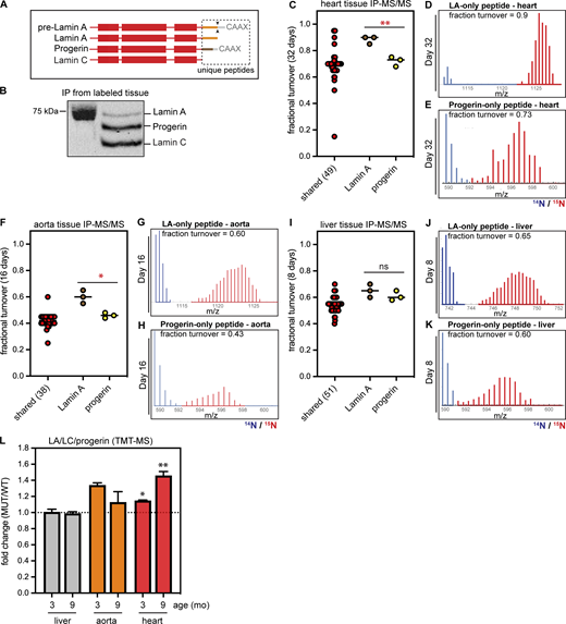 Isoform-resolved comparison of lamin A versus progerin protein turnover. (A) Diagram of shared versus unique regions of the pre-lamin A, lamin A, progerin, and lamin C protein isoforms. Dashed box, the region containing unique peptides. (B) Representative immunoprecipitation of lamin A/C/progerin from 15N-labeled mouse tissue. (C) PRM-MS detection of a lamin A-specific peptide (brown), progerin-specific peptide (yellow), and shared peptides (red) in three biological replicates of heart tissue after 32 d of 15N labeling. Average values plotted for shared peptides (red); individual replicate values plotted for isoform-specific peptides. ** indicates that label incorporation is significantly lower in progerin than lamin A, indicating slower turnover. (P < 0.01 by unpaired t test). (D and E) Representative spectra of lamin A-specific peptide (D) and progerin-specific peptide (E) in the heart. “Old” 14N-labeled peptide is shown in blue and “new” 15N-labeled peptide is shown in red. (F–K) PRM detection of lamin A and progerin-specific peptides in three biological replicates of aorta (F–H) and liver (I–K). Progerin turns over more slowly in the aorta (*, P < 0.05 by unpaired t test) but not in the liver (ns, P > 0.05 by unpaired t test). (L) Analysis of relative protein abundance of LmnaG609G/+ versus wild-type mouse tissues at 3 mo (n = 3) and 9 mo (n = 2) of age by TMT-MS. Total lamin A/C/progerin abundance increases significantly in the progeroid heart, but not in the progeroid liver. Error bars, standard error of the mean. * indicates P < 0.05 and ** indicates P < 0.01 by one-sample t test (Wilcoxon test). Source data are available for this figure: SourceData F4.