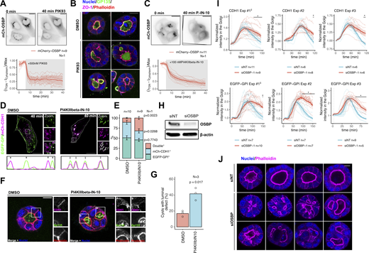 Effects of PI4KIIIβ inhibition and OSBP silencing on cargo sorting, trafficking, and cyst morphology. (A) MDCK cells were transfected with mCherry-OSBP-expressing plasmid and mounted for epifluorescence time-lapse microscopy the next day. PIK93 was added to the cells for 5 min at 500 nM concentration. PIK93 treatment reduced the TGN-associated OSBP pool by 75%. N = number of independent experiments presented, n = number of cells analyzed. Bar = 10 μm. (B) Additional images showing the effect of PIK93 treatment on MDCK cyst morphology. (C) MDCK cells were nucleofected with mCherry-OSBP-expressing plasmid and time-lapse fluorescence imaging was performed on the next day. PI4KIIIbeta-IN-10 was added to the cells after 5 min at 100 nM concentration. PI4KIIIbeta-IN-10 reduced the TGN-associated Golgi pool by ∼70%. N = number of independent experiments presented, n = number of cells analyzed. Bar = 10 μm. (D and E) MDCK cells were transfected with basolateral CDH1 and apical EGFP-GPI RUSH model cargo-expressing constructs. 24 h later, biotin was added to the samples, and then cells were kept at 19.5°C for 1.5 h to synchronize cargoes at the TGN. Following this, cells were kept at 37°C for 40 min in the absence or presence of 100 nM PI4KIIIbeta-IN-10. After the treatment, cells were fixed, then confocal microscopy was performed. Line-plots indicate fluorescence intensities of each cargo at the corresponding areas and arrowheads point to post-Golgi vesicles positive for single or double cargoes. (E) Distribution of each single- and double cargo-containing post-Golgi vesicles in control and PI4KIIIbeta-IN-10-treated cells. At least 9 cells/condition were quantified; in each cell, at least 30 post-Golgi vesicles were counted. N = number of independent experiments presented, n = number of cells/sample used for the analysis. Error bars show SEM and P values were calculated by two-way ANOVA followed by Sidak’s multiple comparison test. Bar = 10 μm, diameter of the insets = 9 μm. (F and G) MDCK cells were seeded into Matrigel matrix and cysts were left to develop for 72 h in the absence or the presence of 25 nM PI4KIIIbeta-IN-10. (I) The number of cysts with luminal defects increased upon PI4KIIIbeta-IN-10 treatment. N = number of independent experiments. P value was calculated by unpaired t test. Bar = 10 μm, diameter of the insets = 14.5 μm. (H) Western blot analysis to test the efficacy of OSBP silencing following transfection with RUSH cargoes. (I) Results of three independent RUSH experiments using CDH1 and EGFP-GPI model cargoes upon OSBP silencing. Thin lines indicate individual cells. Bold lines correspond to means, while shaded areas indicate SEM. n = number of cells analyzed/experiment to obtain mean and SEM. P values were calculated by two-way ANOVA followed by Sidak’s multiple comparison test. ‡ indicates the representative experiments shown in Fig. 1, J and K, respectively. (J) Additional cysts to show the effect of OSBP silencing on MDCK cyst development. Bar = 10 μm. Source data are available for this figure: SourceData FS1.
