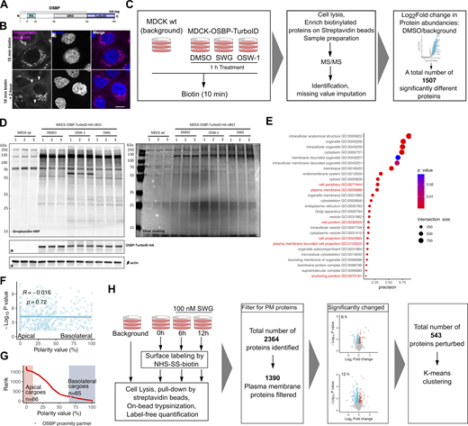 OSBP proximity labelling and cell surface proteomics. (A) Domain organization of the OSBP-TurboID-HA construct stably expressed in MDCK cells. (B) Confocal imaging shows that incubating OSBP-TurboID expressing MDCK cells for 2 h after biotin treatment results in the enrichment of biotinylation signal at cell-cell junctions (arrowheads). Bar = 12 μm. (C) Experimental design and data analysis strategy of the TurboID experiment. (D) Biotinylation profiles of cell lysates obtained from wild-type MDCK or MDCK-OSBP-TurboID-HA cells. Membranes probed by streptavidin-HRP confirm successful protein biotinylation in MDCK cells stably expressing OSBP-TurboID-HA. Note that ORPphilin treatments affect the biotinylation profile (left panel). Elution profiles of streptavidin beads incubated with lysates obtained from wild-type MDCK or MDCK-OSBP-TurboID-HA cells. Biotinylated proteins were enriched on streptavidin beads; then beads were eluted by boiling, elution fractions were resolved on SDS-PAGE and revealed by silver staining (right panel). Elution profiles are comparable to biotinylation profiles shown in the left panel. (E) GO cellular component enrichment analyses show significant enrichment in multiple GO classes. (F) No correlation between polarity value and abundancy in the OSBP proximity proteome can be established, indicating that cargoes with both apical and basolateral distribution can be identified among the OSBP proximity partners. (G) Surface proteins identified by Caceres et al. (2019) were ranked according to their distribution on the polarized MDCK cell surface (Polarity value). Red dots represent surface proteins identified also in the OSBP proximity proteome. Based on this ranking, highly apical and highly basolateral proteins were selected and subsequently mapped to the OSBP proximity proteome as shown in Fig. 3, G and H. (H) Experimental design and data analysis strategy applied for the surface proteomics experiment presented in Fig. 4. Source data are available for this figure: SourceData FS3.