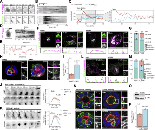 OSBP dynamics regulate apicobasal cargo sorting. (A–C) hTERT-RPE1 cells were cotransfected with EGFP-GPI-expressing RUSH plasmid and mCherry-PHOSBP construct. Epifluorescence time-lapse imaging was performed the next day. Biotin was added to the cells to initiate cargo release at 5 min, and PIK93 was applied 30 min after the start of the experiment at 500 nM. Framed Golgi areas indicate regions that were used to generate kymographs shown in B. Intensity values corresponding to the indicated spots of the Golgi area over time were plotted on C. Bar = 10 μm. (D and E) MDCK cells were nucleofected to express mCherry-PHOSBP. Epifluorescence time-lapse imaging was performed on the next day. Kymograph corresponding to the indicated Golgi area (D) and Golgi fluorescence intensity values over time were plotted (E). PIK93 was added to the cells at the indicated time point at 500 nM. Bar = 10 μm. (F and G) MDCK cells were cotransfected with EGFP-GPI and mCherry-CDH1 expressing RUSH constructs, and cargo release was triggered by biotin addition on the next day. Following biotin addition, cells were kept at 19.5°C for 1.5 h to synchronize cargoes at the TGN. Cells were released from the temperature block, fixed, or kept in the presence of DMSO or 500 nM PIK93 at 37°C for 40 min followed by fixation and confocal microscopy. Line-plots indicate the fluorescence intensities of each cargo at the marked areas. Arrowheads point to post-Golgi vesicles positive for single or double cargoes (F). Distribution of each single- and double cargo-containing post-Golgi vesicle in control and PIK93-treated cells. N = number of independent experiments presented, n = number of cells/sample used for the analysis. In each cell, at least 50 vesicles were counted. Error bars show SEM, and P values were calculated by two-way ANOVA followed by Sidak’s multiple comparison test. Bar = 10 μm, diameter of the insets = 8.7 μm. (H and I) MDCK cells were seeded in Matrigel and left to form cysts for 72 h in the presence of DMSO or 500 nM PIK93. Cysts were then fixed, stained, and analyzed by confocal microscopy. The arrowhead indicates Gp135 facing the extracellular matrix (H). PIK93 treatment increases the percentage of MDCK cysts with morphology defects. More cysts are shown in Fig. S1 B. N = number of independent experiments presented. Statistics were obtained by counting at least 70 cysts/condition. P value was calculated by unpaired t test. Bar = 10 μm, diameter of the insets = 14.5 μm. (J and K) MDCK cells were nucleofected with control or OSBP-silencing siRNA. 24 h later, cells were transfected again with basolateral CDH1 (J) or apical EGFP-GPI (K) RUSH model cargoes. Epifluorescence time-lapse microscopy was performed on the next day and fluorescence intensity values corresponding to Golgi areas were plotted. Bold lines with the shaded areas indicate mean ± SEM. P values were calculated by two-way ANOVA followed by Sidak’s multiple comparison test. N = number of independent experiments presented. n = number of cells used to calculate mean and error. The three independent experiments are shown in Fig. S1 I. Bars = 10 μm. (L and M) MDCK cells were nucleofected with non-targeting or OSBP-silencing siRNA. 24 h later, cells were cotransfected with basolateral CDH1 and apical EGFP-GPI model cargo-expressing constructs. On the next day, biotin was added, and then cells were kept at 19.5°C for 1.5 h to synchronize cargoes at the TGN. Following this, cells were kept at 37°C for 40 min, followed by fixation and visualization by confocal microscopy. Line-plots indicate fluorescence intensities of each cargo at the corresponding areas and arrowheads point to post-Golgi vesicles positive for single or double cargoes (L). Distribution of each single- and double cargo-containing post-Golgi vesicle in control and PIK93-treated cells (M). Seven cells/condition were quantified; in each cell, at least 30 post-Golgi vesicles were counted. N = number of independent experiments presented, n = number of cells/sample used for the analysis. Error bars show SEM and P values were calculated by two-way ANOVA followed by Sidak’s multiple comparison test. Bar = 10 μm, diameter of the insets = 8.7 μm. (N–P) MDCK cells were nucleofected with control siRNA or siOSBP, seeded into Matrigel 24 h later, and left to develop cysts for 72 h. Representative cysts stained with apical/basolateral markers are shown in N. More cysts are shown on Fig. S1 J. Efficacy of RNAi-based OSBP silencing was tested 4 d post-nucleofection in MDCK cells (O). OSBP silencing increases the number of MDCK cysts with morphology defects. Each experiment was done in triplicate/condition and statistics were obtained by counting at least 70 cysts/condition. P value was calculated by unpaired t test. N = number of independent experiments presented. Bar = 10 μm, diameter of the insets = 14.5 μm. Source data are available for this figure: SourceData F1. Refer to the image caption for details.
