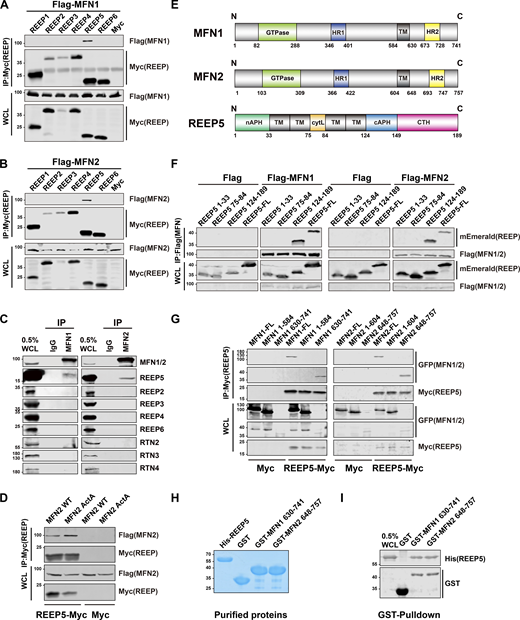 REEP5 interacts with MFN1/2 through C-terminal cytosolic domains. All co-immunoprecipitation (Co-IP) experiments were done in HEK293T cells. (A and B) Co-IP analysis of Myc-tagged REEP 1–6 with Flag-MFN1/2. (C) Co-IP analysis of endogenous MFN1/2 with REEPs and Rtns. (D) Co-IP analysis of Flag-MFN2 wild type or Flag-MFN2ActA with REEP5-Myc. (E) Schematic diagram of human REEP5 as previously reported (Lee et al., 2020; Xiang et al., 2023), MFN1 according to UniProt, and MFN2 according to Filadi et al. (2018). HR, coiled-coiled heptad repeat domain; TM, transmembrane; APH, amphipathic helix; cytL, cytosolic loop; CTH, C-terminal helix. (F and G) Co-IP analysis of mEmerald-tagged REEP5 FL or truncation mutants with Flag-MFN1/2, and GFP-tagged MFN1/2 FL or truncation mutants with REEP5-Myc. FL, full length. Numbers indicate amino acids in each construct. (H) Purified His-REEP5, GST-MFN1/2 C-terminal cytosolic domains, and GST were analyzed by Coomassie staining. (I) GST pull-down of GST-MFN1/2 C-terminal cytosolic domains with His-REEP5. Source data are available for this figure: SourceData F1. Refer to the image caption for details.