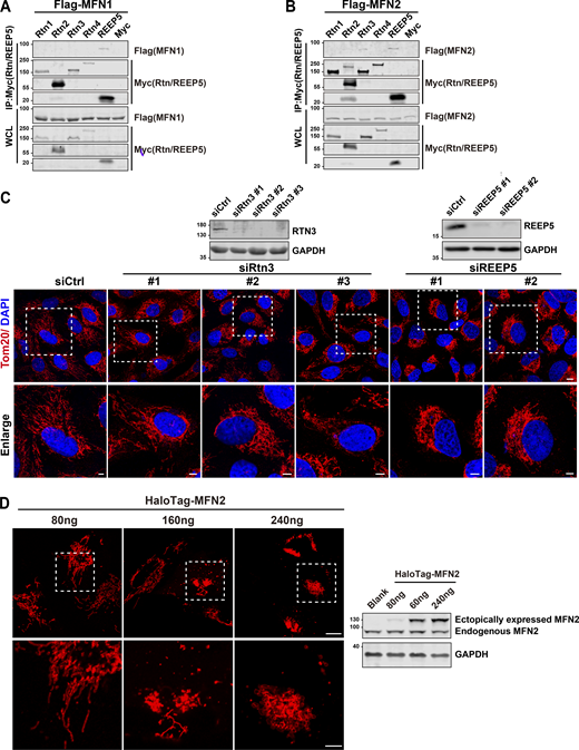 REEP5 specifically interacts with MFN1/2, and the REEP5 knockdown affects mitochondrial morphology. (A and B) Co-IP analysis of Myc-tagged Rtn1-4 or REEP5 with Flag-MFN1/2 from HEK293T cells. (C) Confocal images of mitochondrial distribution in U2OS cells transfected with siRtn3 or siREEP5. siRNA efficiencies were analyzed by immunoblotting. Endogenous mitochondria were immunostained with anti-Tom20 and the nucleus was labeled with DAPI. Bar: 10 µm (whole cell view); 5 µm (zoomed-in images). (D) Mitochondrial morphology from U2OS cells expressing different amounts of HaloTag-MFN2 as indicated. MFN2 protein levels were detected by immunoblotting. Cell number for each transfection, 4 × 105. Bar: 10 µm. Source data are available for this figure: SourceData FS1. Refer to the image caption for details.