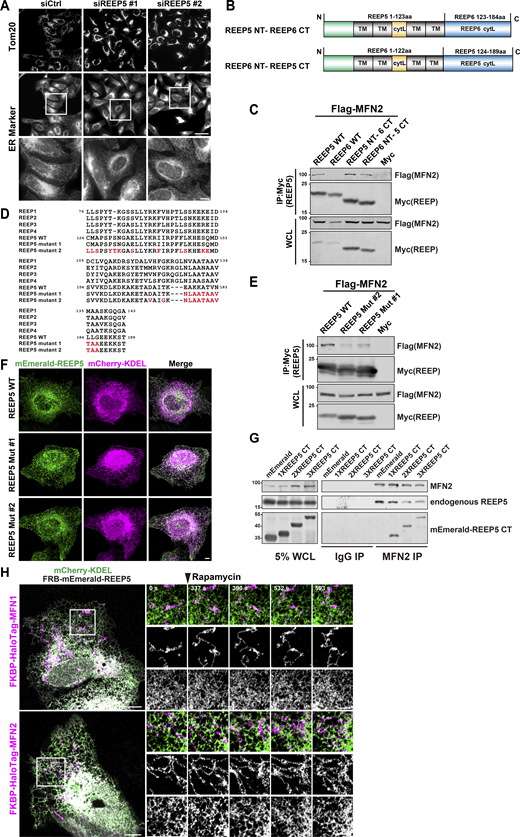 Mitochondrial morphology is disrupted by reduced or enhanced REEP5-MFN1/2 interactions. (A) ER morphology in REEP5 depleted cells. Endogenous mitochondria and ER were immunostained in U2OS cells. Bars: 20 µm (whole cell view); 5 µm (zoomed-in images). (B) Schematic diagram of REEP chimeric mutants. Residue numbers are shown as indicated. NT, N-terminus; CT, C-terminus; TM, transmembrane; cytL, cytosolic loop. (C) Co-IP analysis of Myc-tagged REEP chimera with Flag-MFN2 from HEK293T cells. (D) Alignment of sequences from REEP1-5 and REEP5 mutants. Positions of the mutations were indicated in red and residue numbers were shown as indicated. (E) Co-IP analysis of Myc-tagged REEP5 mutants with Flag-MFN2 from HEK293T cells. (F) Confocal images of mEmerald-REEP5 mutants and mCherry-KDEL expressing U2OS cells. Bar: 5 µm. (G) Co-IP analysis of endogenous MFN2 with REEP5 from HEK293T cells expressing mEmerald tagged REEP5 CT. (H) Time-lapse images of ER–mitochondria dynamics in U2OS cells with rapamycin-induced REEP5–MFN1/2 binding (also see Videos 13 and 14). 20 nM rapamycin was added at the time point indicated. Bars: 10 µm (whole cell view); 5 µm (zoomed-in images). Source data are available for this figure: SourceData FS2. Refer to the image caption for details.