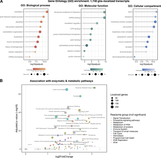Functional annotation of glial protrusion-localized transcripts. (A) Overviews of gene ontology (GO) terms enriched in the 1,740 glial protrusion-localized transcripts in Biological Process, Molecular Function and Cellular Component categories. Enriched GO terms (FoldChange >1.5, adjusted P value <0.01) were simplified using the semantic similarity algorithm. D. melanogaster genes with high-confidence orthologues to M. musculus genes (DIOPT score ≥8) were used as background. Full GO enrichment analysis table is given in Table S2. (B) Reactome pathway enrichment analysis of the 1,740 glial protrusion-localized transcripts against the whole D. melanogaster transcriptome as background. The size of the points shows the number of localized genes corresponding to the term and the color of the point indicates the parent term in the Reactome pathways hierarchy. Enrichment was assessed with a hypergeometric test and corrected for multiple hypothesis testing.
