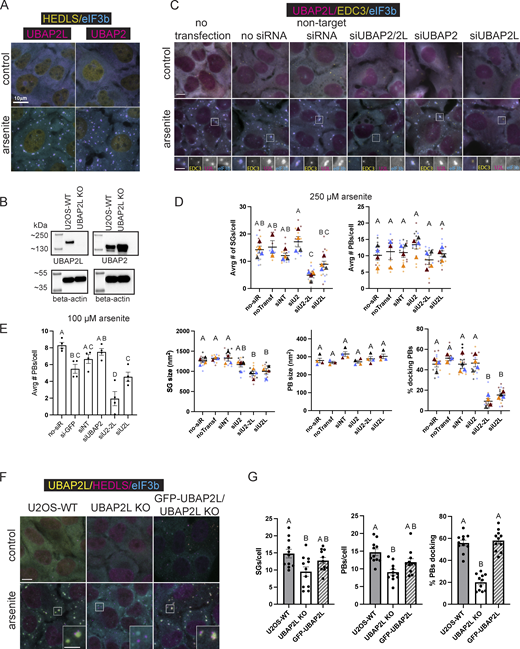 UBAP2L contributes to the formation of SGs and PBs and their interaction. (A) UBAP2L and its homolog, UBAP2, localize to canonical arsenite-induced SGs with docked PBs in U2OS-WT cells. Representative images show immunostaining of U2OS-WT cells untreated and treated with arsenite (250 µM, 60 min). Magenta = UBAP2L or UBAP2; cyan = eukaryotic translation initiation factor 3 subunit B (eIF3b) (SG marker); yellow = human enhancer of decapping large subunit (HEDLS)/EDC4 (PB marker). Scale bar = 10 µm. (B) UBAP2 expression levels are elevated in UBAP2L KO cells. (C) Representative images show U2OS-WT cells treated with siRNA against UBAP2L, UBAP2, UBAP2, and UBAP2L together (UBAP2/2L), or a non-targeting siRNA and followed by arsenite treatment (250 µM, 60 min). Magenta = UBAP2L; cyan = eIF3b (SG marker); yellow = EDC3 (PB marker). Scale bar = 10 µm in main figures and 5 µm in insets. (D) Quantification of SGs and PBs in siRNA-treated cells stressed with 250 µM arsenite, 60 min. Plots show the average number and size of SGs and PBs/cell, and the % of PBs docking to SGs. Each dot represents the average of the cells visible in one image. Four images were taken for each of four biological replicates (independent experiments). Large triangles represent the mean results from the images (n = 4 technical replicates) of one biological replicate. Triangles and circles in different shades of the same color are from the same independent experiment. Error bars show standard error of the mean. Means of biological replicates (n = 4) were compared to each other with a one-way ANOVA and a Tukey post-hoc test. Treatments with different letters indicate statistical difference at the level of P < 0.05. (E) Quantification of PBs in siRNA-treated cells stressed with 100 µM arsenite (60 min) shows siUBAP2L significantly reduces the average number of PBs per cell. Each data point represents the average calculated from cells in one image. N = 4 images (technical replicates) analyzed for each treatment of one independent experiment. Data are plotted as the mean of images analyzed with standard error of the mean. Treatments with different letters indicate statistical significance at the level of P < 0.05 determined by a one-way ANOVA with a Tukey post-hoc test. (F) Representative immunofluorescence images of U2OS-WT, UBAP2L CRISPR KO, and UBAP2L KO cells reconstituted with UBAP2L (GFP-UBAP2L/UBAP2L KO), untreated (control) or treated with arsenite (250 µM, 60 min) and immunostained for SG and PB markers. Cyan = eIF3b (SG marker); magenta = HEDLS (PB marker); yellow = UBAP2L (in U2OS-WT cells) and GFP-UBAP2L (in GFP-UBAP2L/UBAP2L KO cells). SGs appear blue or light green (positive for eIF3b in UBAP2L KO cells or double positive for eIF3b and UBAP2L in WT and reconstituted cells) and PBs are magenta (positive for HEDLS). Scale bar main images = 10 µm, inset scale bar = 5 µm. (G) Quantification of the average number of SGs/cell, PBs/cell, and average % of total PBs docking to SG in U2OS-WT, UBAP2L KO, and GFP-UBAP2L cells treated with arsenite (shown in F). Means for each cell type are presented with standard error of the mean and compared by a one-way ANOVA. Cell types annotated with different letters are significantly different from each other (P < 0.05). Each data point graphed represents the average from cells in one image. Three independent experiments were performed and three to four images (technical replicates) per experiment were analyzed. Source data are available for this figure: SourceData F1.