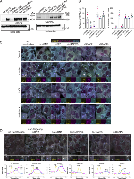 Efficient depletion of UBAP2 and UBAP2L by siRNA and consequences for SG formation and protein localization. (A) Representative western blot of siRNA-treated samples (no siRNA, non-targeting siRNA, siUBAP2, siUBAP2L, siUBAP2/2L) probed for β-actin and UBAP2L or UBAP2 specific antibodies. (B) Quantification of siRNA experiment (n = 4 independent experiments). Different colored symbols represent results of independent experiments. Data are plotted as the mean percent change in UBAP2 or UBAP2L abundance for each siRNA treatment. Error bars show the standard error of the mean. A one-way ANOVA with Tukey’s post-hoc test was used to compare the mean protein level across siRNA treatments. siUBAP2 and siUBAP2L effectively knock down target proteins. siUBAP2L and siUBAP2/2L significantly reduce UBAP2L levels from that of cells treated with non-targeting siRNA. siUBAP2 and siUBAP2/2L significantly reduce UBAP2 levels from that of cells treated with non-targeting siRNA. (C) Representative images of U2OS-WT cells with siRNA depletion of UBAP2, UBAP2L, or UBAP2/UBAP2L followed by osmotic stress (0.2 M NaCl, 30 min) or heat shock (45°C, 20 min). Yellow = EDC3 (PB marker); magenta = UBAP2L; cyan = eIF3b (SG marker). (D) Representative images of U2OS-WT cells treated with siRNA (as in Fig. 1 C), treated for 60 min with 250 µM sodium arsenite, and immunostained for UBAP2 (UBP2), EDC3, and eIF3b. Intensity profile plots shown below each image correspond to the white arrow drawn through a PB and SG (if present) on the image. Immunostaining and plot colors match: magenta = UBAP2; yellow = EDC3 (PB marker), cyan = eIF3b (SG marker). Intensity profiles show UBAP2 in SGs regardless of UBAP2L depletion. Source data are available for this figure: SourceData FS1.