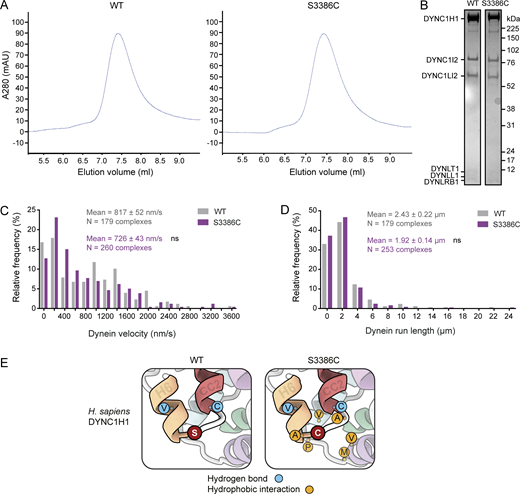 Supplementary data from in vitro and in silico analysis of S3386C human dynein. (A) Size-exclusion chromatography traces for wild-type (WT) and S3386C human dynein complexes, showing very similar profiles and lack of aggregation. (B) Cropped images from a Coomassie Blue–stained SDS-PAGE gel of pooled and concentrated fractions collected from the WT and S3386C mutant dynein peaks shown in panel A. (C and D) Velocity (C) and run length (D) frequency distributions for processive WT and S3386C mutant dynein complexes in the presence of dynactin and BICD2N. Errors are SEM. Evaluation of statistical significance was performed with a Mann-Whitney test. ns, not significant. (E) Zoom-ins of regions of representative examples of WT and S3386C dynein MTBD and stalk MD simulations. Single-letter amino acid codes are shown. Frequent hydrogen bonding interactions of S3386 and C3386 are shown as blue circles and new hydrophobic interactions of C3386 as gold circles; see Tables S1, S2, and S3 for details of interacting residues. Source data are available for this figure: SourceData FS5.