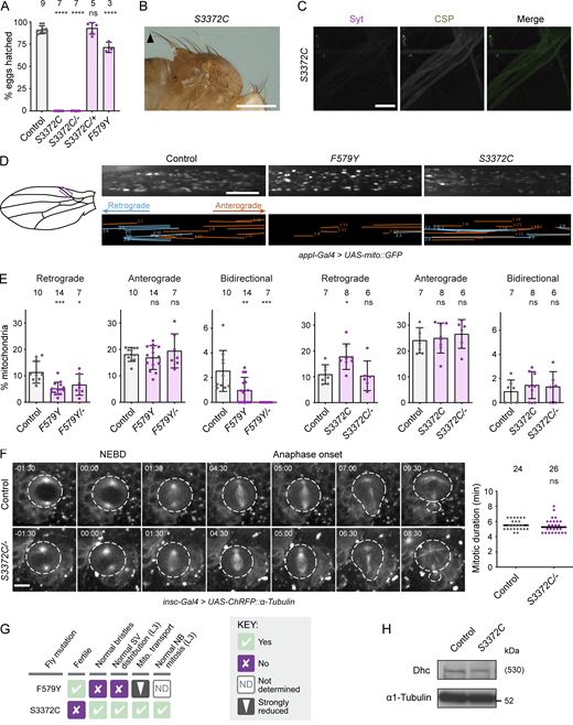 The novel mutation S3372C selectively affects embryonic development. (A) Hatching frequency of eggs laid by mated females of the indicated genotypes. Columns show mean values per egg collection; error bars represent SD; circles are values for individual egg collections. Number of collections per genotype (from three independent crosses) is shown above columns (114–575 eggs per collection). S3372C/− are trans-heterozygous for S3372C and a Dhc null allele. Control genotype: yw. (B and C) Images showing (B) normal bristle length in adults and (C) lack of synaptic vesicle accumulations in L3 segmental nerves (proximal to the ventral ganglion; anterior to the top; Z-projection) in S3372C homozygotes (for comparisons with controls, see Fig. 1, D and E). The arrowhead in B points to posterior scutellar macrochaetae. Images in B and C are representative of >160 flies and three larvae analyzed, respectively. (D) Analysis of mitochondrial motility in wing nerve axons of 2-day-old control, F579Y, and S3372C adult flies. Left, cartoon of wing region imaged (magenta box). Top images, example stills from 3-min time series (single focal plane) of fluorescent mitochondria (expression of mito::GFP with a pan-neuronal driver). Bottom images, traces of motile mitochondria in corresponding time series. Blue, retrograde tracks; orange, anterograde tracks. (E) Percentages of mitochondria transported in the retrograde or anterograde directions, or moving bidirectionally, during the 3 min of data acquisition. Columns show mean values per movie; error bars represent SD; circles are values for individual movies (each from a different wing). Number of wings analyzed shown above bars. Note that we observed an increased frequency of retrograde transport in S3372C homozygotes, but this was not recapitulated in S3372C/− animals. (F) Analysis of mitotic duration in neuroblasts (NBs) in control and S3372C/− L3 larval brains. Left: Stills from image series of NBs with fluorescently labeled spindles (expression of RFP-tagged α-tubulin with an NB-specific driver). NBs and daughter cells highlighted with dashed lines. Timestamps are min:s after nuclear envelope breakdown (NEBD). Right: Quantification of mitotic duration (NEBD to anaphase onset). Lines show medians; circles are values for individual NBs. Number of NBs analyzed (from four wild-type or five S3372C/− larvae) shown above plot. (G) Summary of in vivo effects of homozygosity for F579Y and S3372C. SV, synaptic vesicle; Mito., mitochondrial. (H) Immunoblot of extracts of embryos from control and S3372C mothers (0–160-min collections), probed with antibodies to Dhc and α1-tubulin (loading control). The position of the molecular weight (Mw) marker is shown for α1-tubulin blot region; as there is no marker where Dhc migrates, the predicted Mw of Dhc is shown in parentheses. Evaluation of statistical significance (compared to control) was performed with a one-way ANOVA with Dunnett’s multiple comparisons test (A and E) or a Mann-Whitney test (F): ****, P < 0.0001; ***, P < 0.001; **, P < 0.01; *, P < 0.05; ns, not significant. Scale bars: B, 500 µm; C, 50 µm; D, 10 µm; F, 5 µm. Source data are available for this figure: SourceData F2.