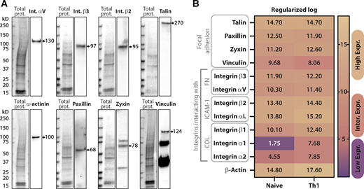 Focal adhesion protein expression in Th1 cells. (A) Representative Western blots showing endogenous expression of various integrin and FA proteins in activated Th1 cells. (B) RNA-sequencing comparison of naive versus activated T cells (Th1) from the publicly available dataset (https://Th-express.org; Stubbington et al., 2015). Genes shown include FA-related proteins, fibronectin-binding integrins, ICAM-1-binding integrins as well as collagen-binding integrins. Their relative levels of expression were calculated from z-log (see Materials and methods) transformed gene expression counts for all genes and presented using a colormap to show high, intermediate to low levels of expression. Source data are available for this figure: SourceData FS2. Refer to the image caption for details.