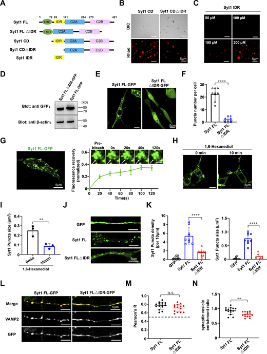 The phase separation of Syt1 is mediated by its N-terminal IDR. (A) Schematic diagrams of WT and mutant Syt1 proteins. (B) Fluorescence and DIC images showing the formation of WT and mutant Syt1 CD condensates in 25 mM Tris buffer (pH 7.4) containing 100 mM NaCl, 1 mM DTT, and 10% PEG8000. The concentration of Syt1 CD or Syt1 CDΔIDR is 20 μM. Scale bar: 5 µm. (C) Fluorescence images showing the concentration-dependent condensation of Syt1 IDR. All the experiments were carried out in 25 mM Tris buffer (pH 7.4) containing 100 mM NaCl, 1 mM DTT, and 10% PEG8000. Scale bar: 5 µm. (D) Western blot showing the expression of Syt1 FL-GFP and Syt1 FLΔIDR-GFP in PC12 cells. (E) Representative confocal images of PC12 cells expressing WT or ΔIDR mutant GFP-tagged Syt1 FL. Scale bar: 5 µm. (F) Quantifications of Syt1 FL- and Syt1 FLΔIDR-formed foci in PC12 cells. Data are presented as mean ± SD (n = 9 cells from three independent replicates). P values were calculated using unpaired t test. ****P < 0.0001. (G) Representative FRAP images (left) and the normalized FRAP curves (right) of the Syt1 FL-GFP punctas in PC12 cells. The data of FRAP curves are presented as mean ± SD (n = 3 cells from three independent replicates). (H) Effects of 1,6-hexanediol on Syt1 FL-GFP punctas. 1,6-hexanediol (5%) was added to PC12 cells, and Syt1 FL-GFP punctas were monitored subsequently. Scale bar: 5 μm. (I) Quantifications of Syt1 FL-GFP puncta size in PC12 cells treated with 5% 1,6-Hexanediol in H. Data are presented as mean ± SD (n = 3 cells from three independent replicates). P values were calculated using unpaired t test. **P < 0.01. (J) Representative confocal images of cultured rat hippocampal neurons expressing GFP-tagged Syt1 WT and ΔIDR mutant, respectively. Scale bar: 5 µm. (K) Quantifications of Syt1 FL- and Syt1 FLΔIDR- formed foci density and size in neurons. Data are presented as mean ± SD (n = 9 neurons from three independent replicates). P values were calculated using ordinary one-way ANOVA with Tukey’s multiple comparisons test. ****P < 0.0001. (L) Representative immunofluorescence images of rat hippocampal neurons in I. Images of neurons expressing Syt1 FL-GFP or Syt1 FLΔIDR-GFP were stained with anti-VAMP2 and anti-GFP antibodies. Scale bar: 5 µm. (M) Pearson’s correlation coefficient (R) of Syt1 FL or Syt1 FLΔIDR with VAMP2. Data are presented as means ± SD (n = 14 neurons from three independent replicates). P values were calculated using unpaired t test. n.s., P > 0.05. (N) Quantification of the imaging data showing synaptic vesicle enrichment of Syt1 measured by ImageJ. Data are presented as means ± SD (n = 14 neurons from three independent replicates). P values were calculated using unpaired t test. **P < 0.01. Source data are available for this figure: SourceData F2. Refer to the image caption for details.