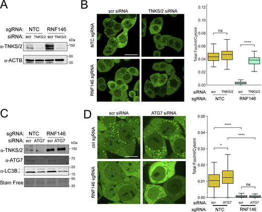 RNF146’s effect on peroxisomes is mediated by TNKS/2, but not autophagy. (A) Immunoblots for TNKS/2 and β-actin (ACTB, loading control) in lysate from scrambled (scr) or TNKS/2 siRNA-treated HCT116 Pex-ZeoR cells with sgRNAs for either NTC or RNF146. (B) Left panel: Representative mVenus-PTS1 fluorescence microscopy images of either NTC or RNF146 sgRNA cells treated with either scrambled siRNA or TNKS siRNA. Right panel: Quantification of mVenus-PTS1 microscopy images in the left panel for mVenus-PTS1 foci intensity versus total cytosol intensity in HCT116 Pex-ZeoR cells. Data are representative of 49 images per condition and two biological replicates. Scale bars: 20 μm. (C) Immunoblot for TNKS/2, ATG7, and LC3B in lysate from scrambled or ATG7 siRNA-treated HCT116 Pex-ZeoR cells with sgRNAs for either NTC or RNF146. (D) Left panel: Fluorescence microscopy data of scrambled or ATG7 siRNA-treated HCT116 Pex-ZeoR cells with sgRNAs for either NTC or RNF146.m = 32 images. n = 2 biological replicates. Right panel: Quantification of mVenus-PTS1 microscopy images for mVenus foci intensity versus cytosol intensity in HCT116 Pex-ZeoR cells. Scale bars: 10 μm. All blots are representative of n = 3 biological replicates. Asterisks denote P values *P < 0.05, ****P < 0.0001, whereas ns denotes not significant, calculated by independent t test. Source data are available for this figure: SourceData F3. Refer to the image caption for details.