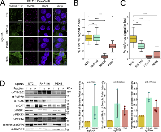 Loss of RNF146 impairs peroxisome protein import. (A) Representative immunofluorescence microscopy images of NTC, RNF146, PEX19, and PEX5 sgRNA expressing HCT116 Pex-ZeoR cells. mVenus-PTS1 in green, DAPI in blue, PMP70 in magenta. Scale bar: 10 μm. (B and C) Quantification of immunofluorescence microscopy images for percentage foci area of PMP70 (B) and mVenus-PTS1 (C) versus cytosolic area. m = 25 images. n = 2 biological replicates. Asterisks denote P values **P < 0.01, ***P < 0.001, ****P < 0.0001, whereas ns denotes not significant, calculated by independent t test. (D) Immunoblot of HCT116 Pex-ZeoR with sgRNAs targeting NTC, RNF146, and PEX5. Fractions represent total lysate (T), 20,000 × g supernatant (S), and 20,000 × g pellet (P). Densitometry quantification of blots represents the normalized (to NTC) fold change of the densitometric ratio of soluble versus pellet fractions (R = S/P) of selected proteins. Triangle for anti-PEX14 blot denotes the band that disappears with PEX14 sgRNA treatment. All blots are representative of n = 3 biological replicates. Source data are available for this figure: SourceData F4. Refer to the image caption for details.