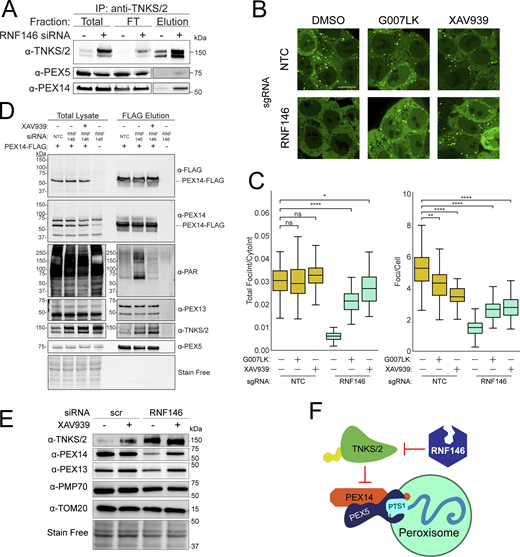 TNKS/2 PARP activity impairs peroxisome protein import. (A) Immunoblots of anti-TNKS/2 immunoprecipitation (IP) fractions from HCT116 Pex-ZeoR cells expressing PEX14 sgRNAs with constitutive re-expression for FLAG-PEX14 treated with either NTC or RNF146 siRNA (10 nM) for 24 h, detecting TNKS/2, PEX5, and PEX14. (B) Representative live-cell fluorescence microscopy images of NTC and RNF146 sgRNA expressing HCT116 Pex-ZeoR cells treated with DMSO (mock), 500 nM G007LK, or 10 μM XAV939 for 24 h mVenus-PTS1 in green. Scale bar: 10 μm. (C) Quantification of fluorescence microscopy images for the ratio of mVenus-PTS1 foci intensity to mVenus-PTS1 cytosolic intensity (left) and the number of foci per cell (right). m = 32 images and n = 2 biological replicates. Asterisks denote P values *P < 0.05, **P < 0.01, ****P < 0.0001, whereas ns denotes not significant, calculated by independent t test. (D) Immunoblots of anti-FLAG immunoprecipitation total lysate (input) and elution fractions from HCT116 Pex-ZeoR cells expressing NTC sgRNA (lane 4/8) or PEX14 sgRNAs with constitutive re-expression for PEX14-FLAG (lane 1/2/3/5/6/7) treated with either NTC or RNF146 siRNA (10 nM) for 24 h, with or without XAV939 (1 μM) for 24 h, and with carfilzomib (10 μM) for 4 h, detecting FLAG, Poly-(ADP)-ribose (PAR), TNKS/2, PEX5, PEX13, and PEX14. Representative of n = 2 biological replicates. (E) Immunoblots of lysates from HCT116 CRISPRi cells harboring NTC guides treated with either NTC or RNF146 siRNA (10 nM) for 48 h, and with or without XAV939 (1 μM) for 24 h. Representative of n = 4 biological replicates. (F) Proposed model: loss of RNF146 increases active TNKS/2, which binds PEX14 and PARsylates proteins at the peroxisome membrane impairing peroxisome import. Source data are available for this figure: SourceData F5.